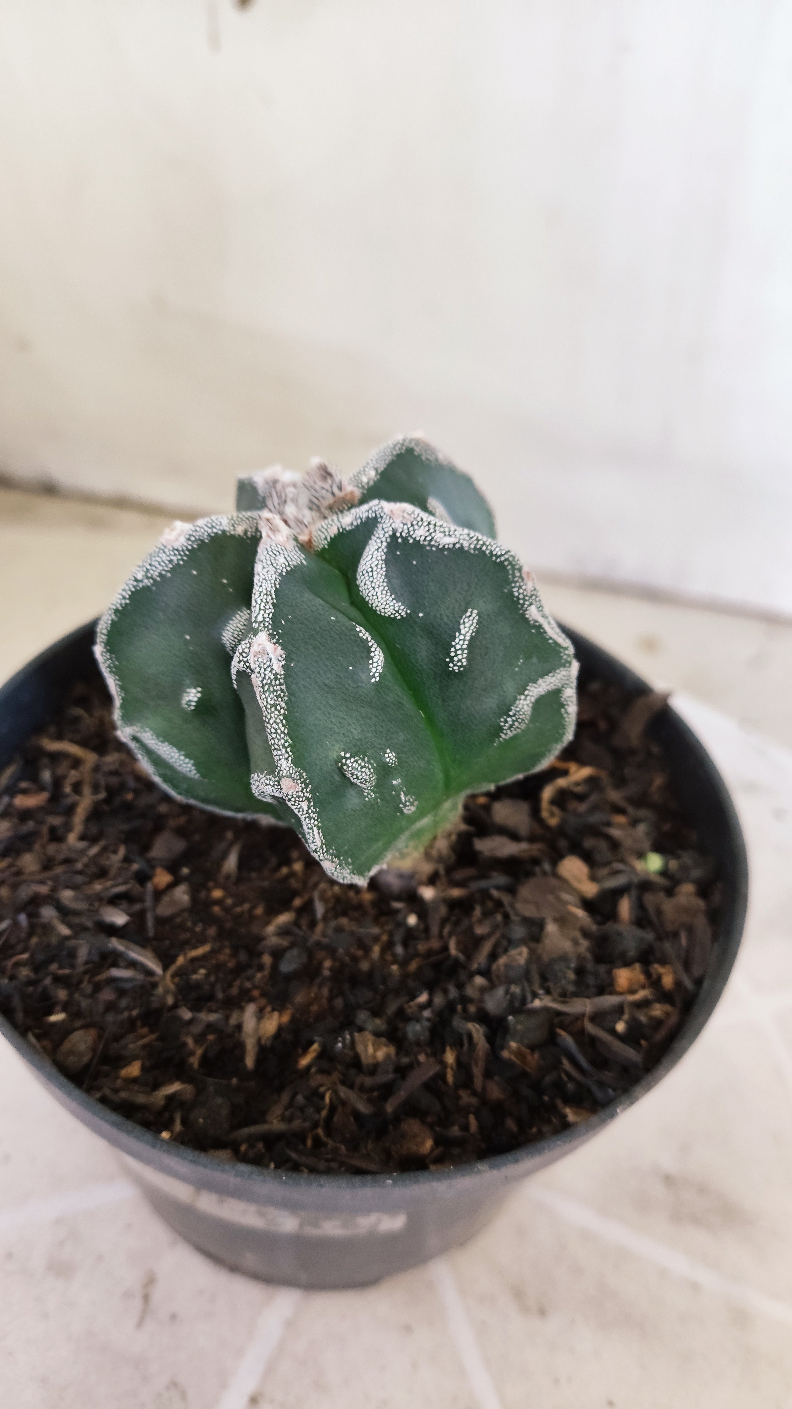 MATRIZ ASTROPHYTUM cv KIKKO "Fukuryu"  Nº 1374 – vaso 11