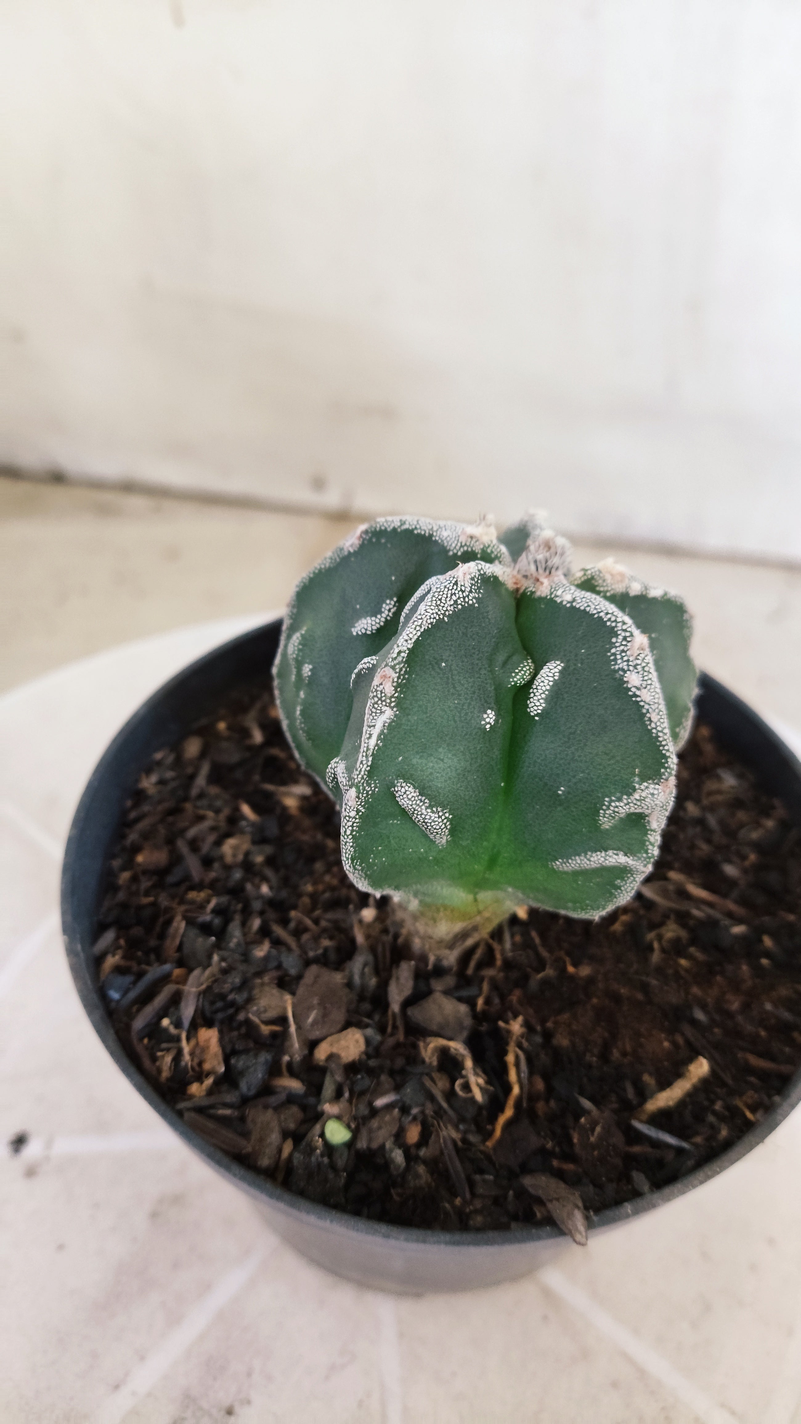 MATRIZ ASTROPHYTUM cv KIKKO "Fukuryu"  Nº 1374 – vaso 11