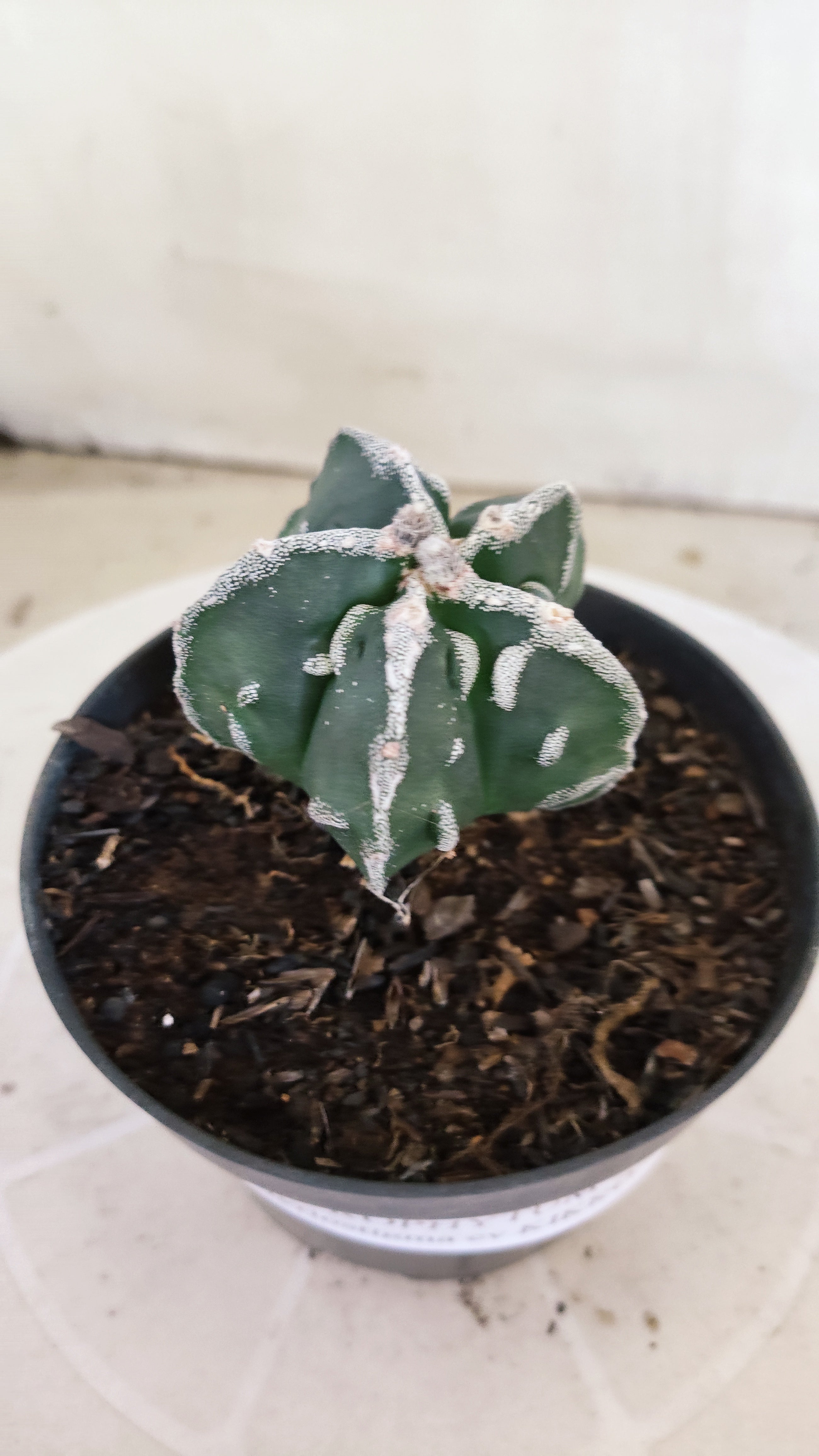 MATRIZ ASTROPHYTUM cv KIKKO "Fukuryu"  Nº 1374 – vaso 11