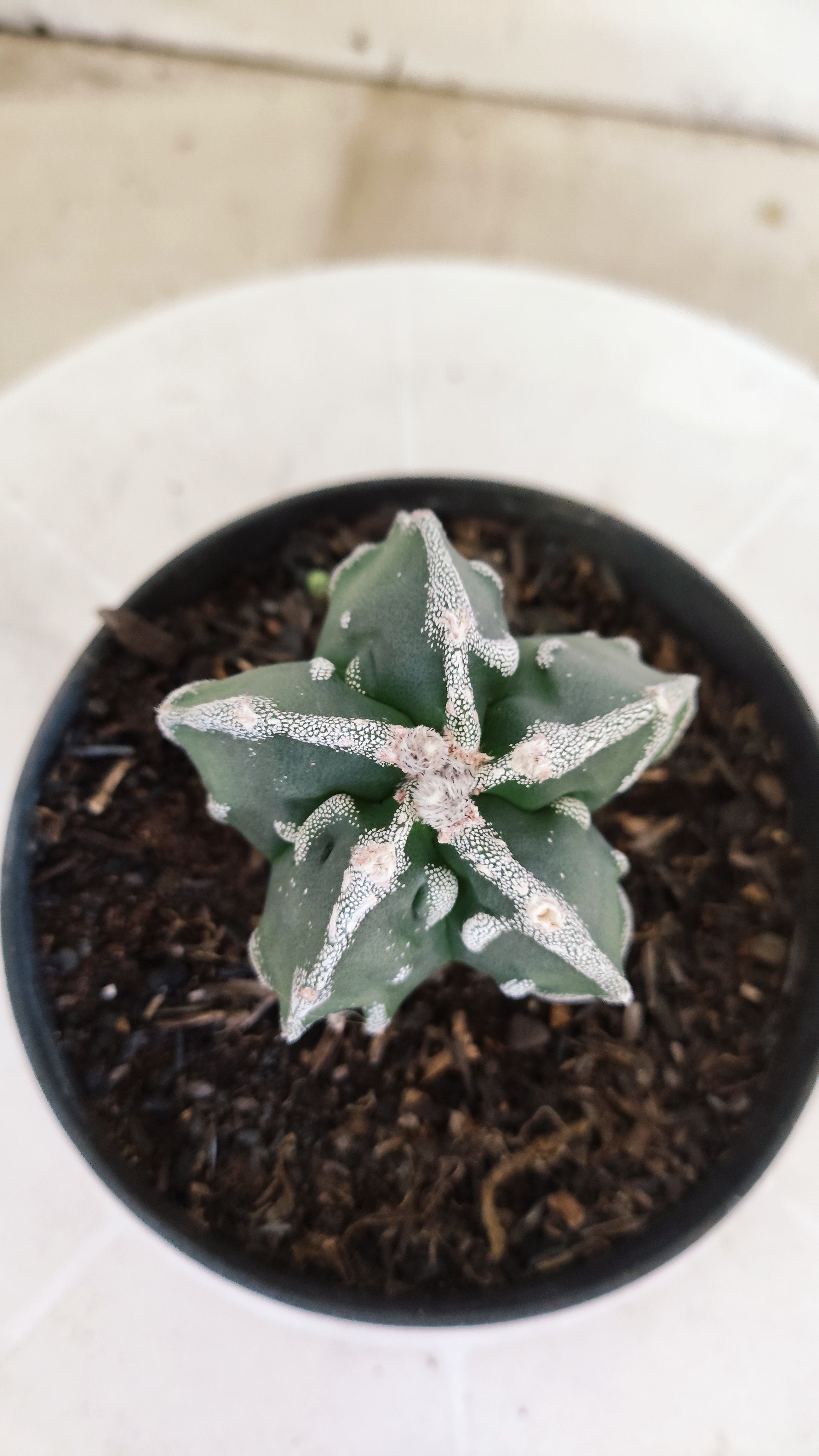 MATRIZ ASTROPHYTUM cv KIKKO "Fukuryu"  Nº 1374 – vaso 11