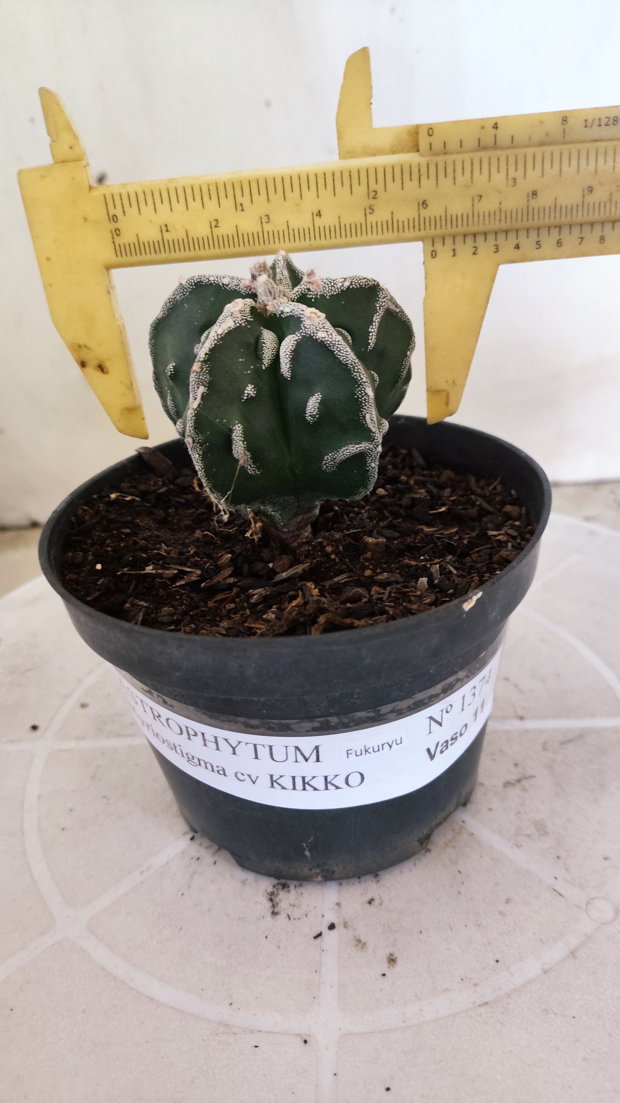 MATRIZ ASTROPHYTUM cv KIKKO "Fukuryu"  Nº 1374 – vaso 11