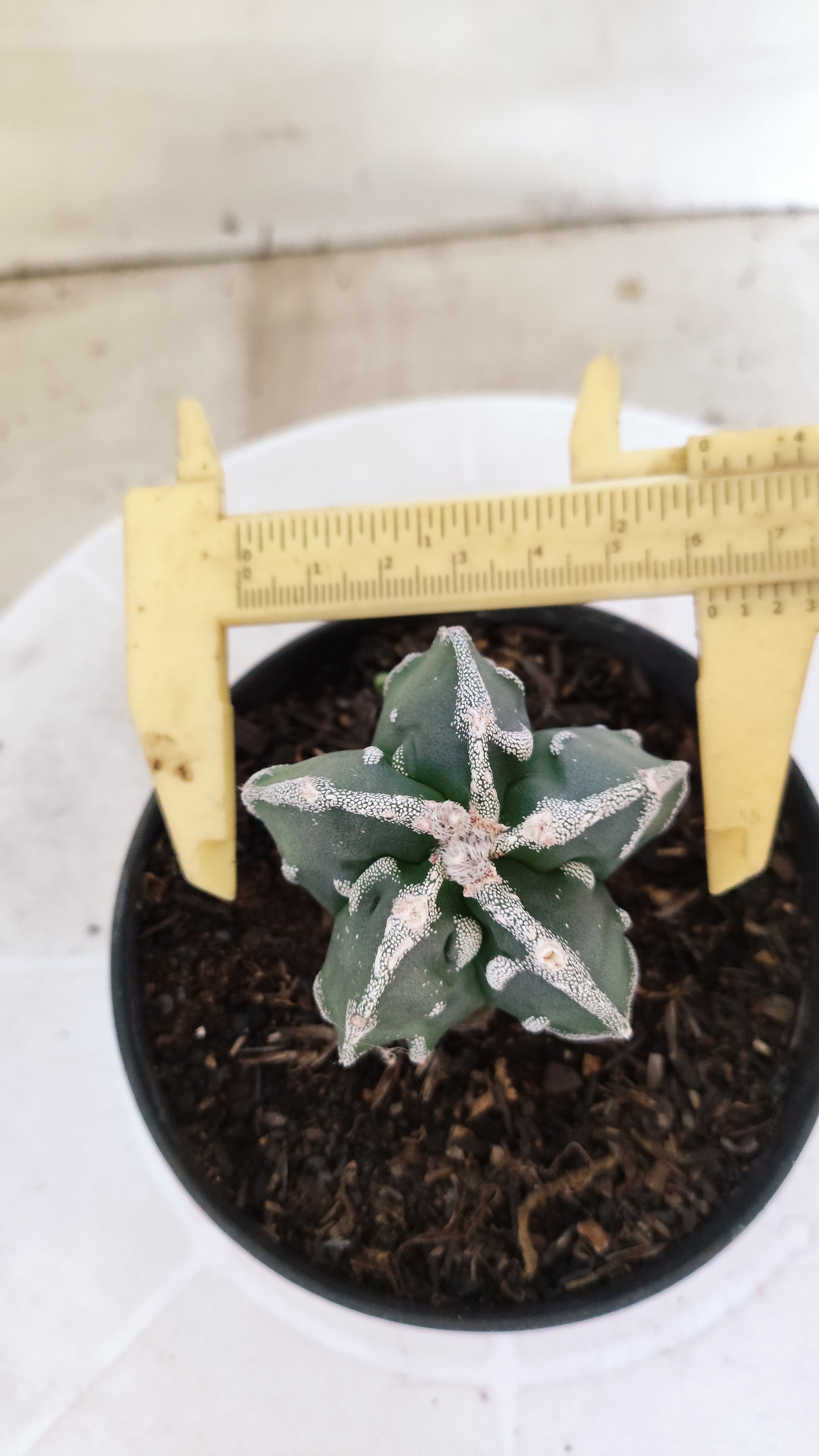 MATRIZ ASTROPHYTUM cv KIKKO "Fukuryu"  Nº 1374 – vaso 11