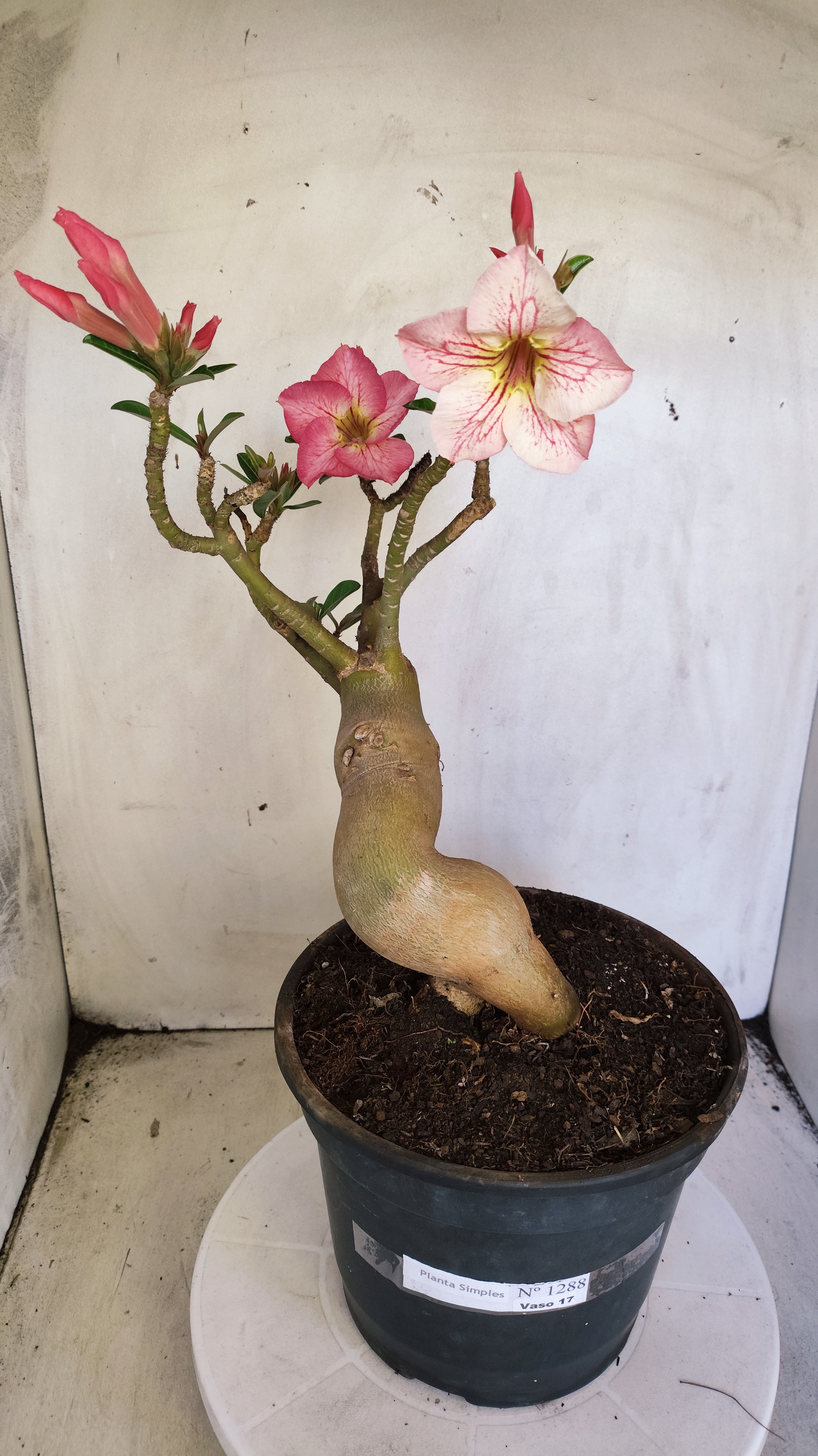 Planta Simples 1388 – 35cm – 04 anos