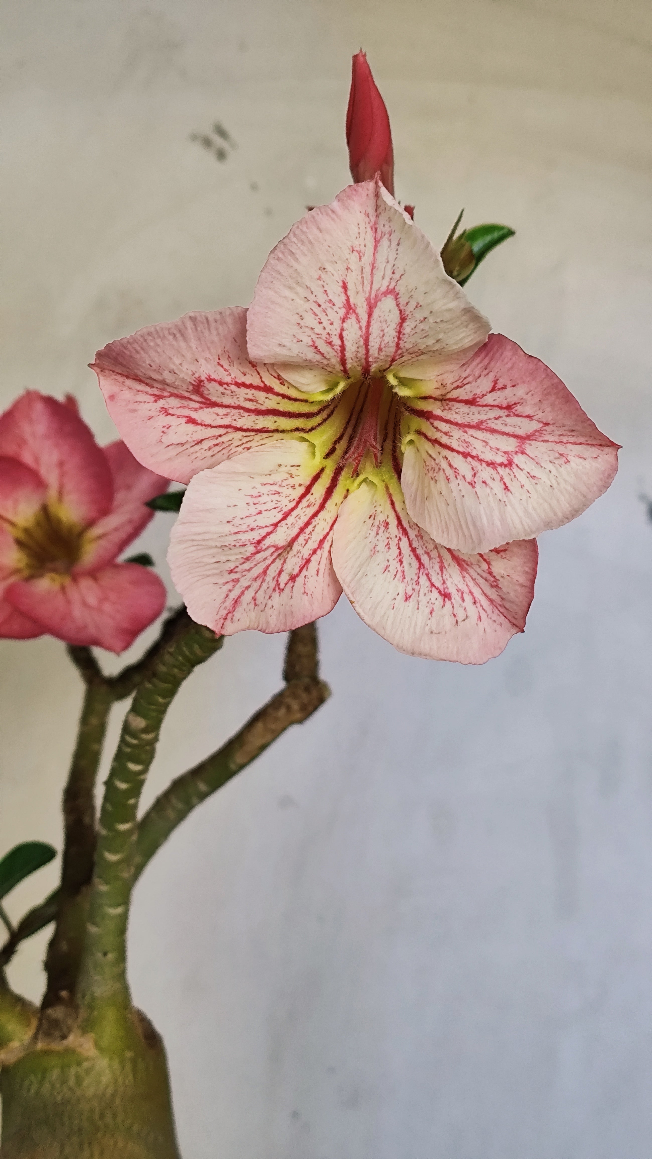 Planta Simples 1388 – 35cm – 04 anos