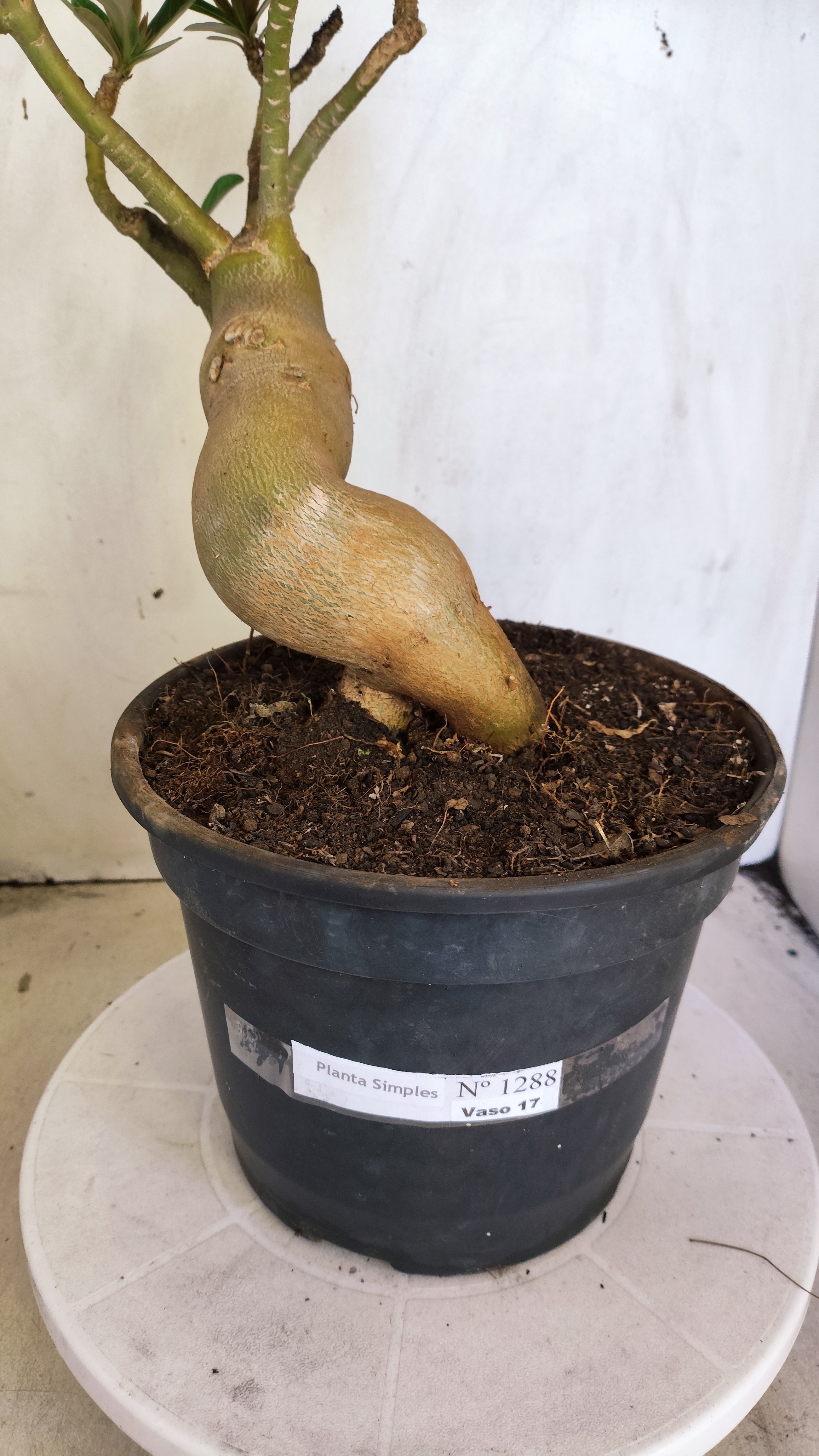 Planta Simples 1388 – 35cm – 04 anos