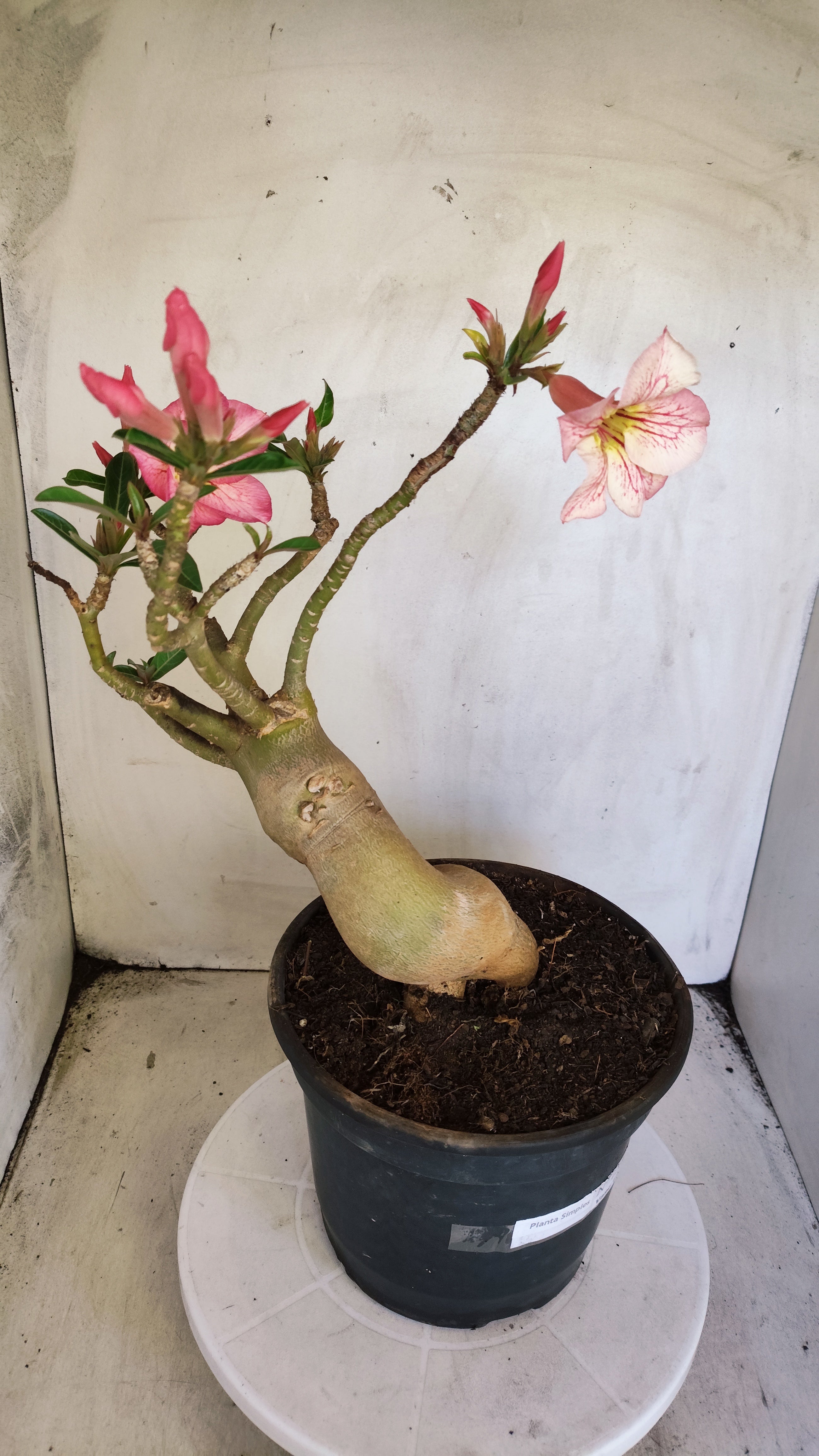 Planta Simples 1388 – 35cm – 04 anos