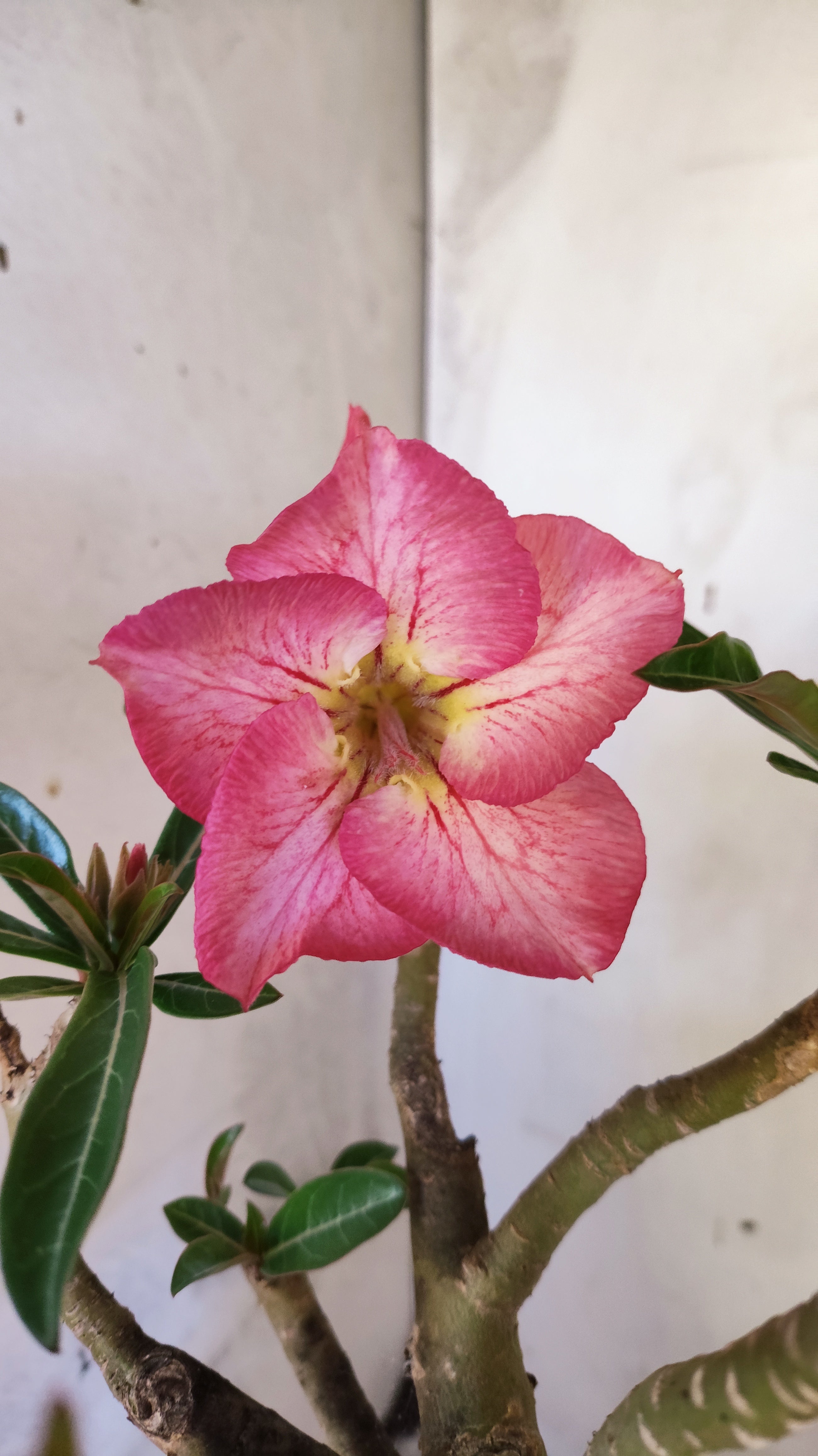 Planta Simples 1388 – 35cm – 04 anos