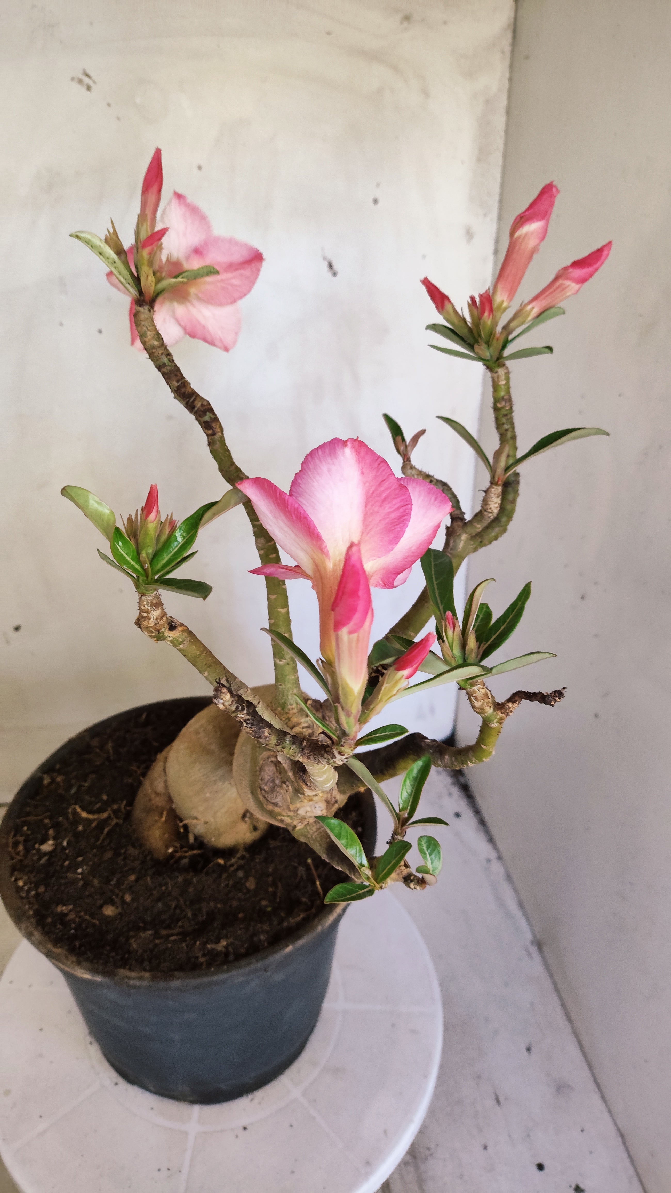 Planta Simples 1388 – 35cm – 04 anos