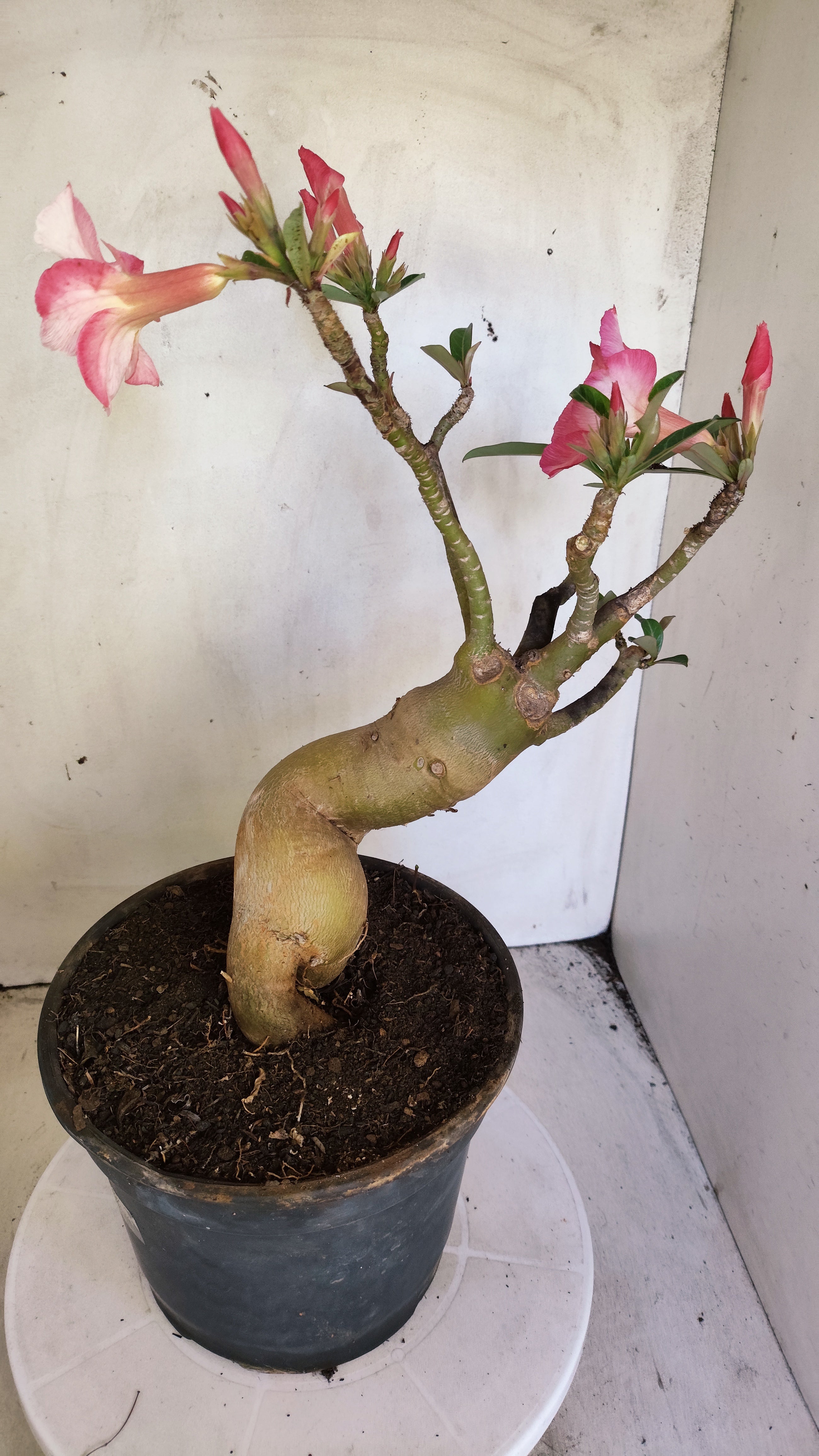 Planta Simples 1388 – 35cm – 04 anos