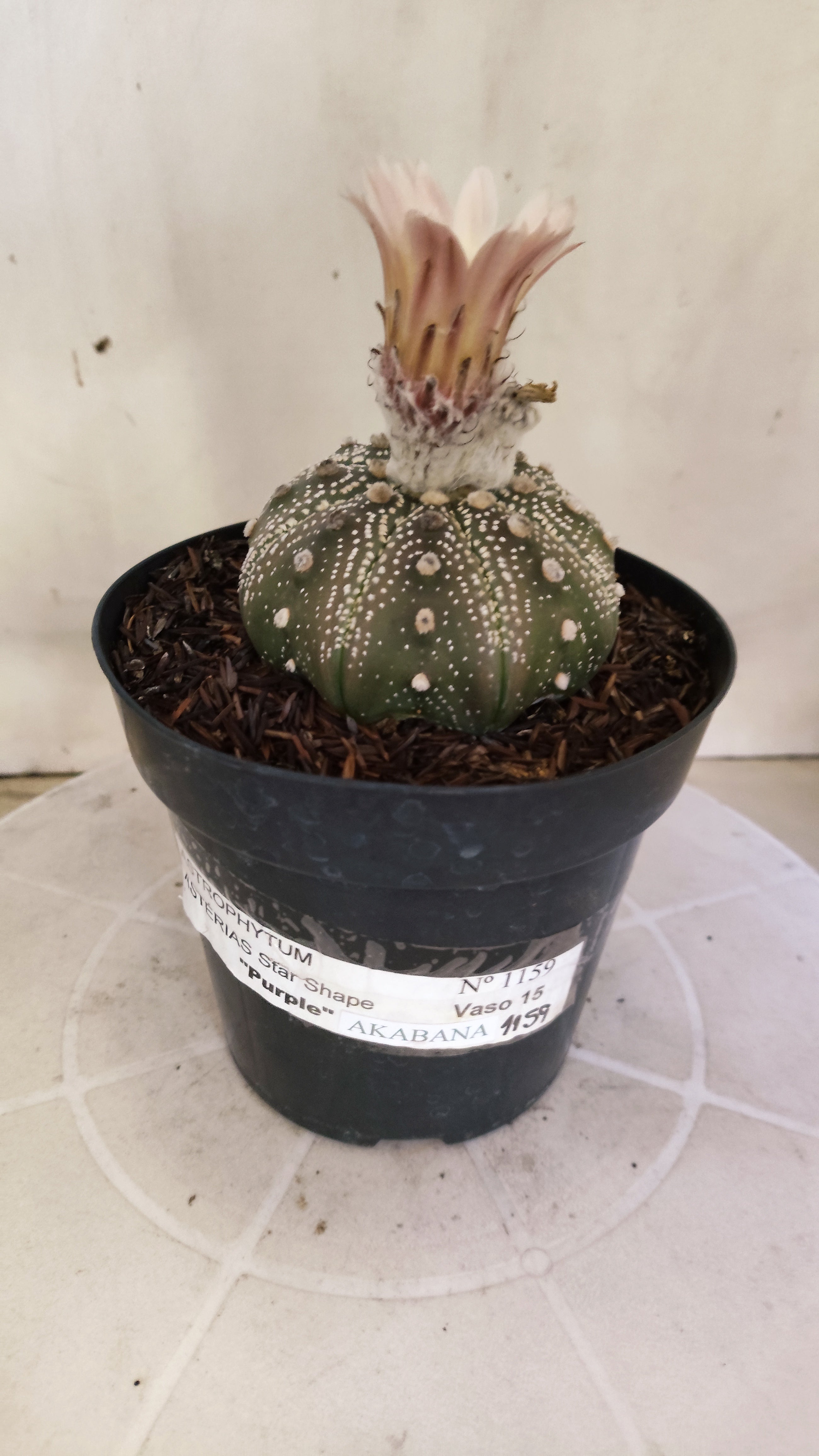 ASTROPHYTUM ASTERIAS STAR SHAPE "PURPLE Akabana" Nº 1159 – vaso 15