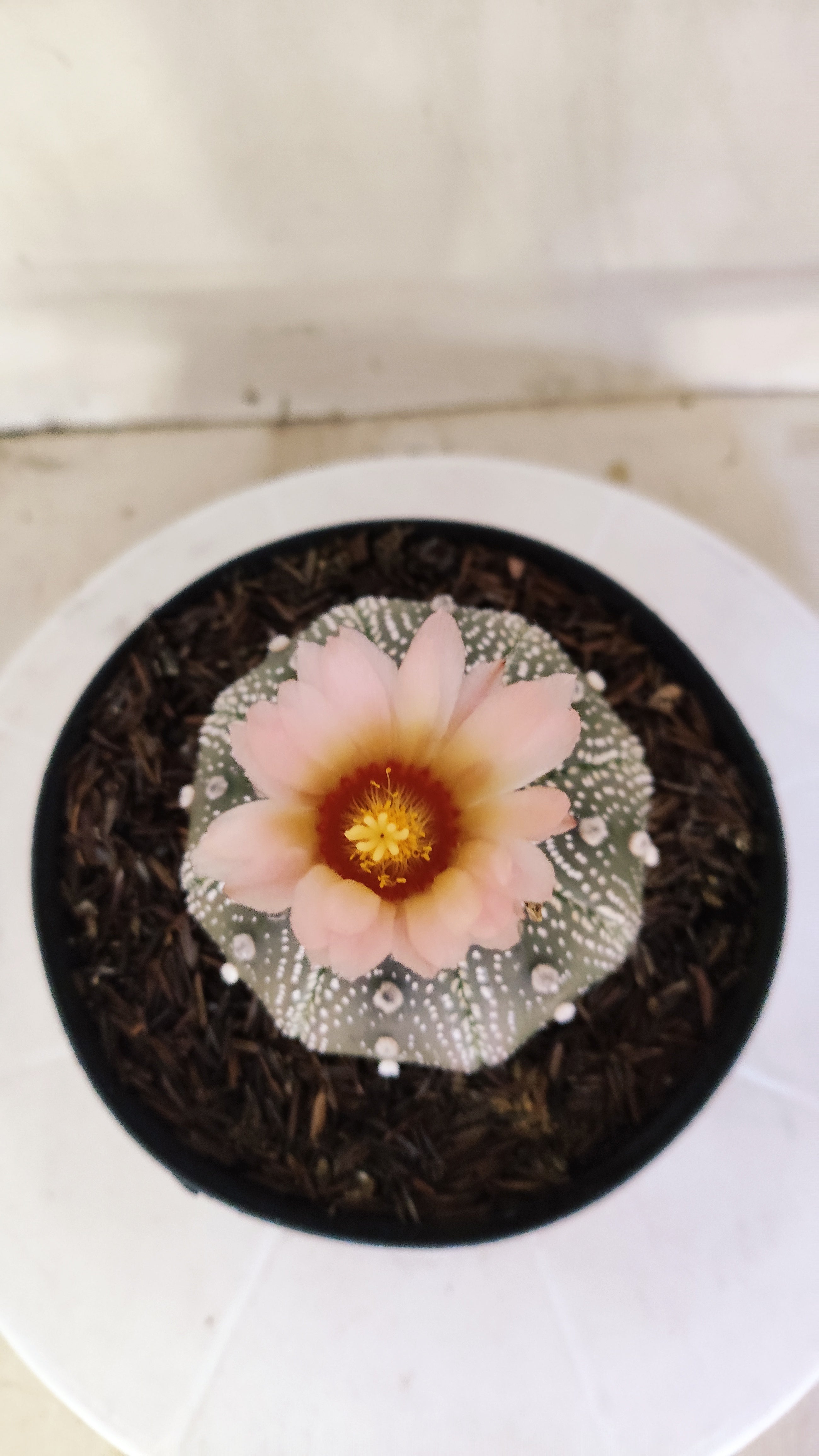 ASTROPHYTUM ASTERIAS STAR SHAPE "PURPLE Akabana" Nº 1159 – vaso 15