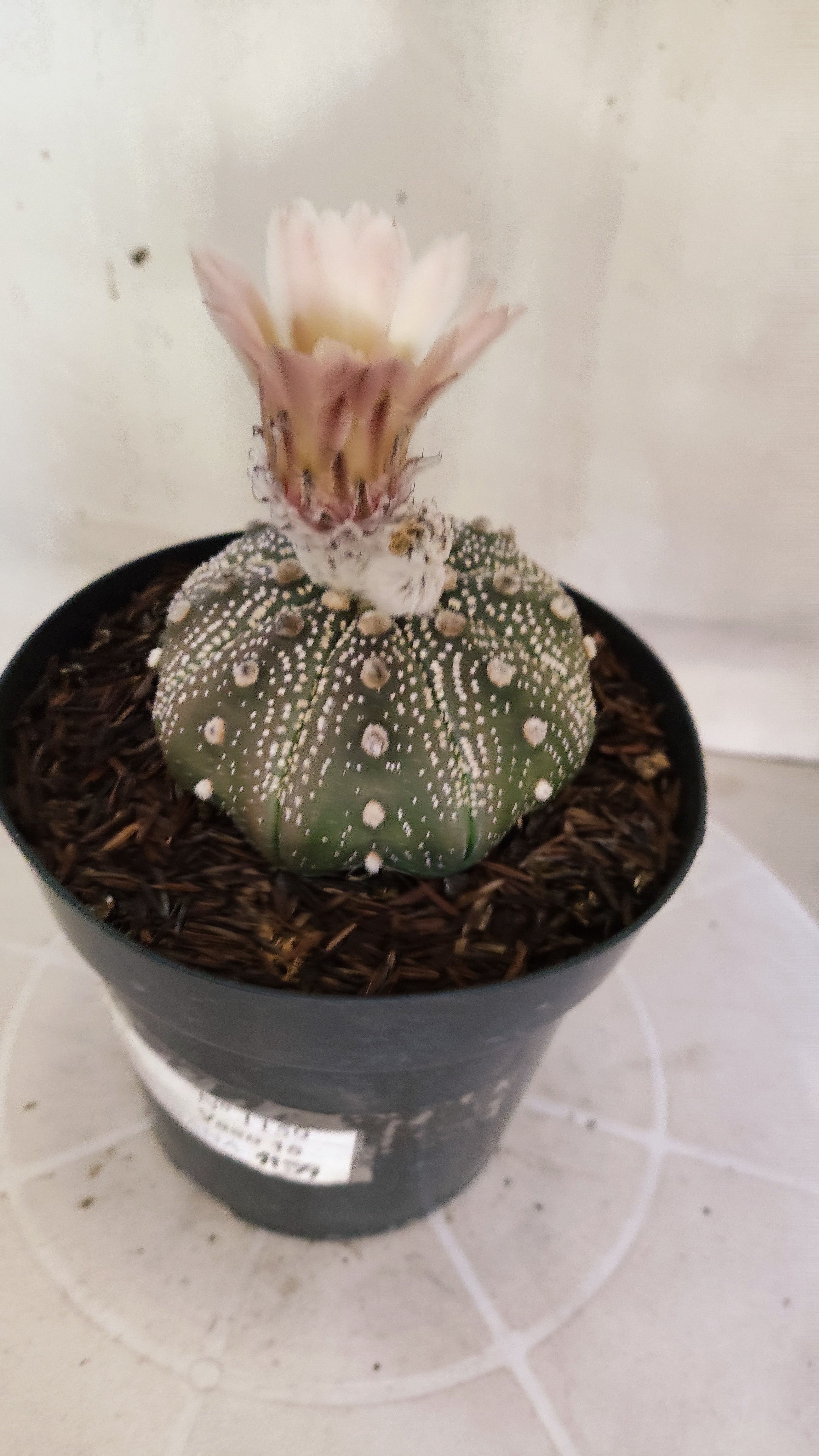 ASTROPHYTUM ASTERIAS STAR SHAPE "PURPLE Akabana" Nº 1159 – vaso 15