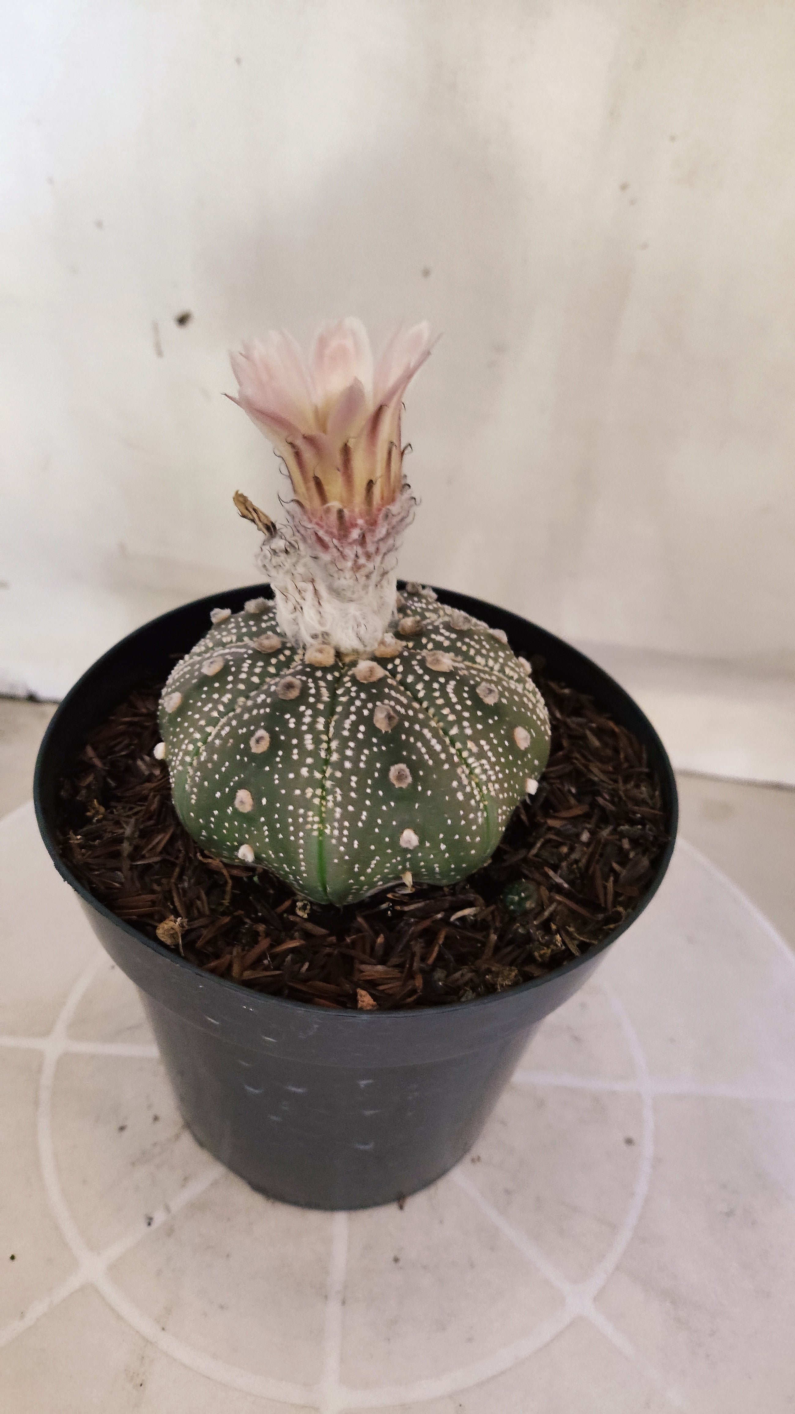 ASTROPHYTUM ASTERIAS STAR SHAPE "PURPLE Akabana" Nº 1159 – vaso 15