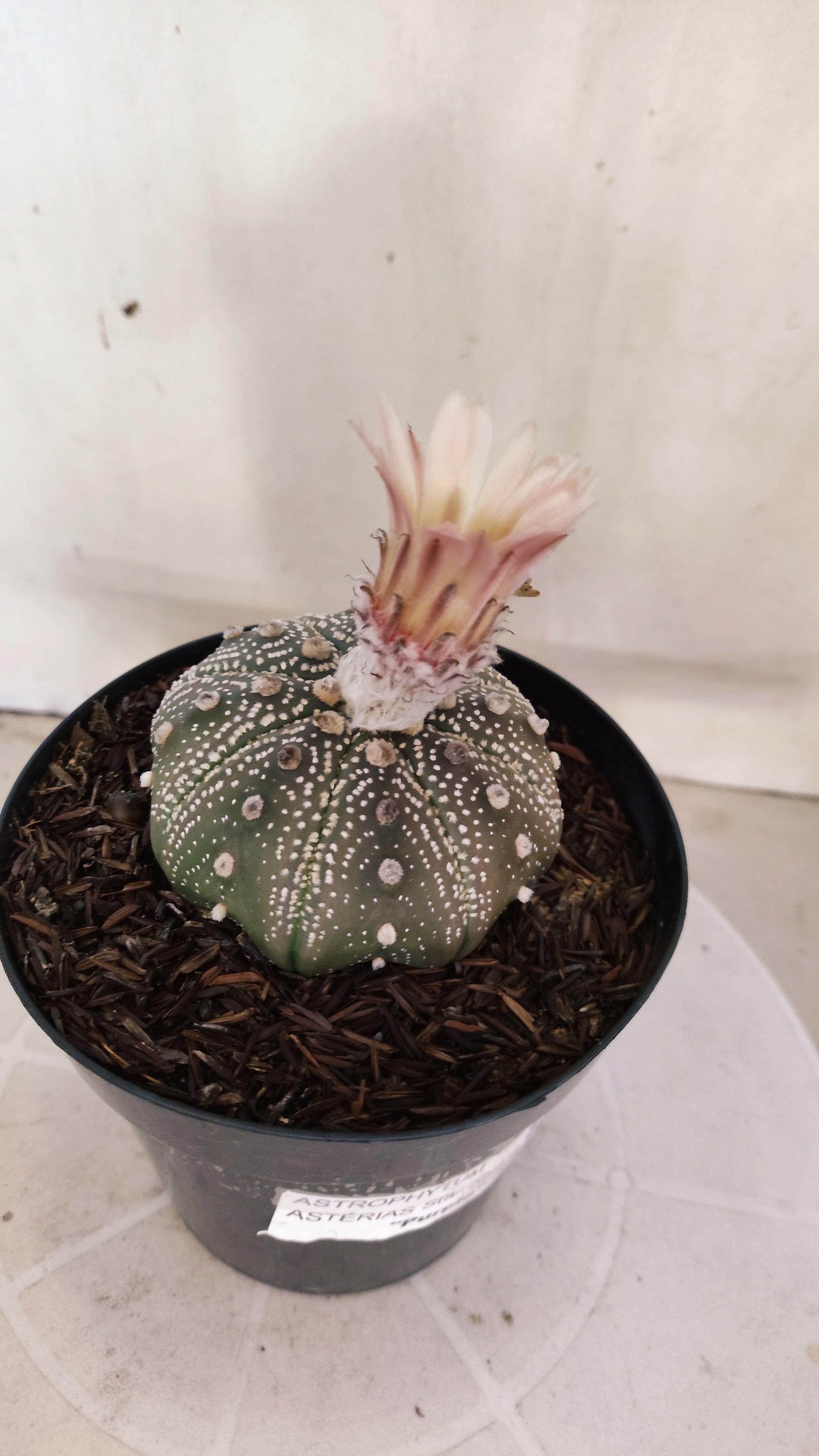 ASTROPHYTUM ASTERIAS STAR SHAPE "PURPLE Akabana" Nº 1159 – vaso 15