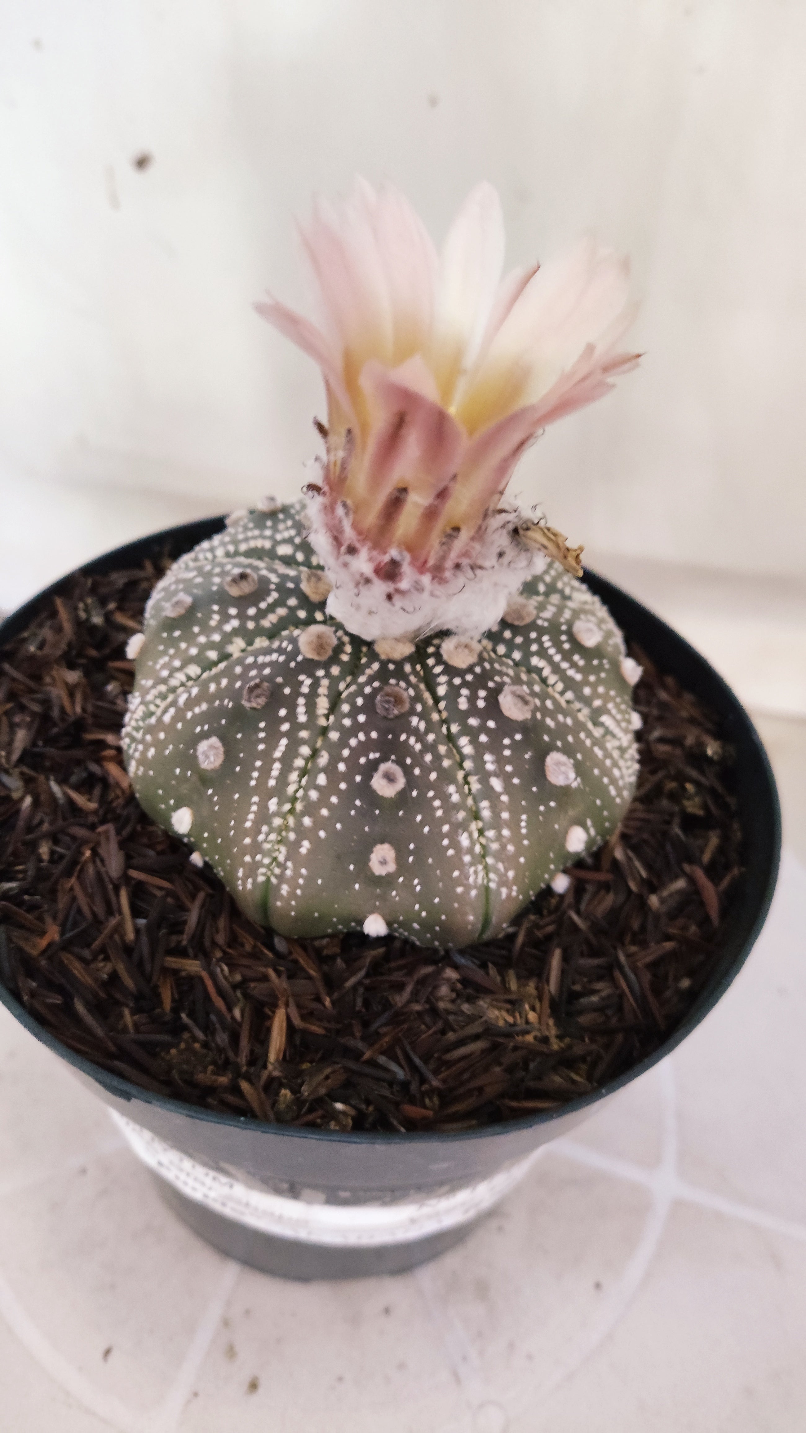 ASTROPHYTUM ASTERIAS STAR SHAPE "PURPLE Akabana" Nº 1159 – vaso 15