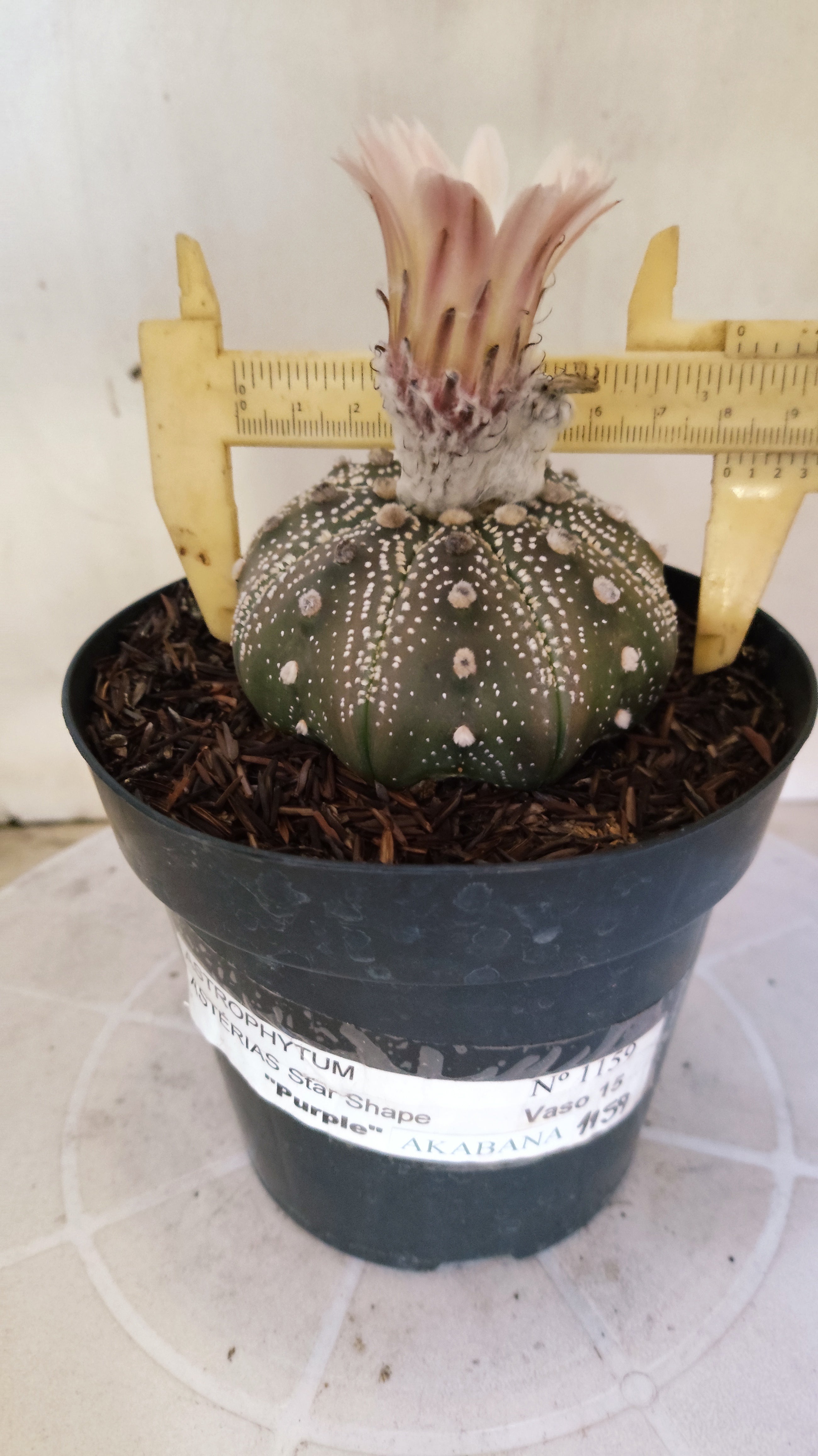 ASTROPHYTUM ASTERIAS STAR SHAPE "PURPLE Akabana" Nº 1159 – vaso 15