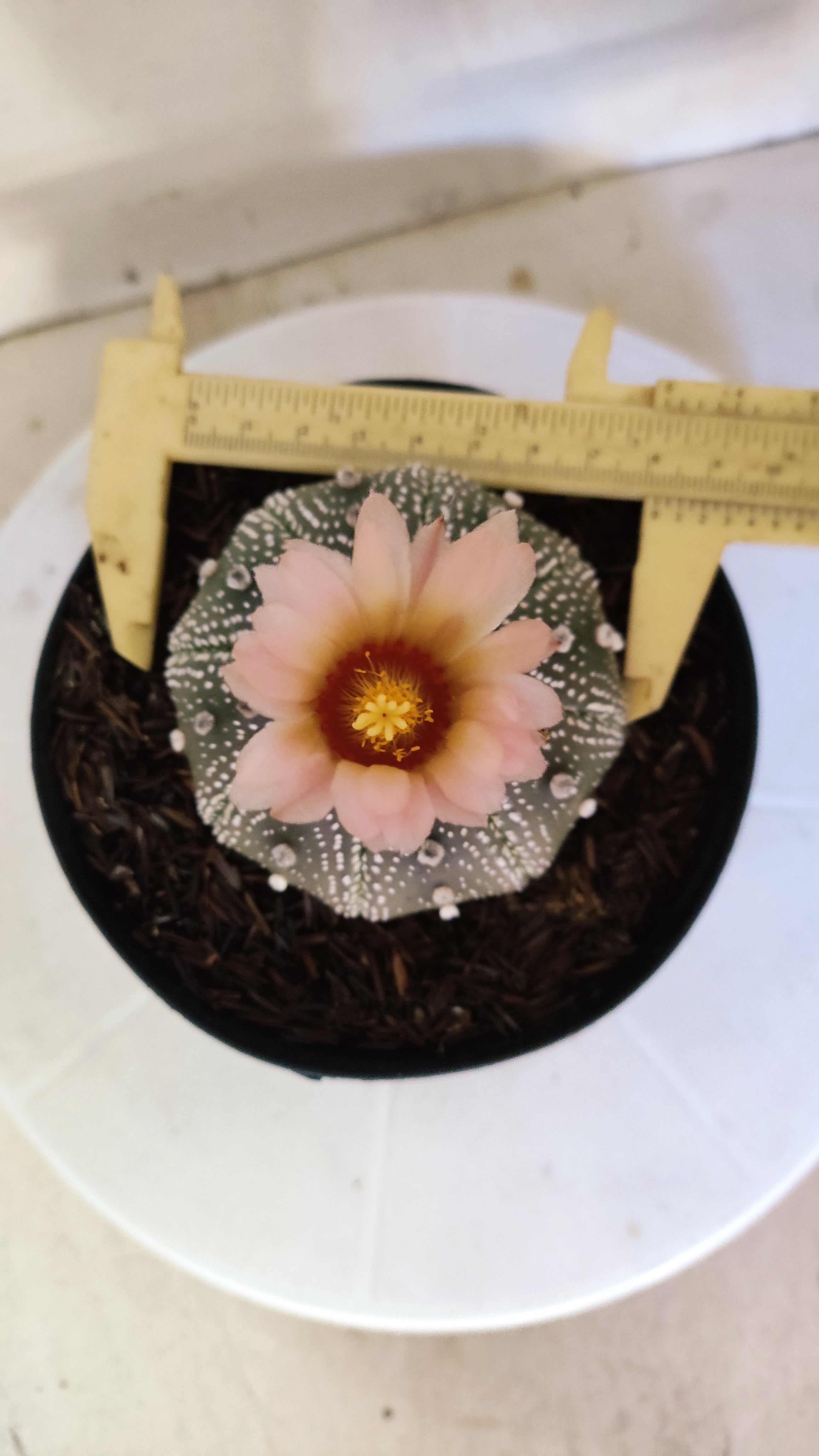 ASTROPHYTUM ASTERIAS STAR SHAPE "PURPLE Akabana" Nº 1159 – vaso 15