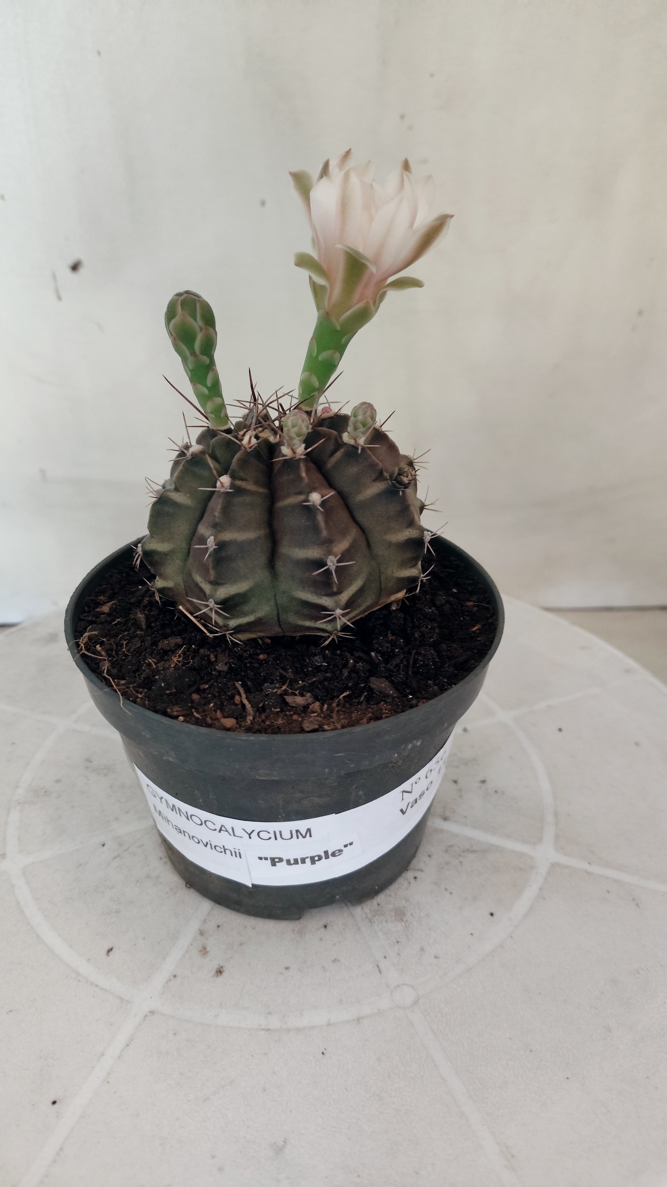 MATRIZ Gymnocalycium Mihanovichii “Purple” Nº 656 – vaso 11
