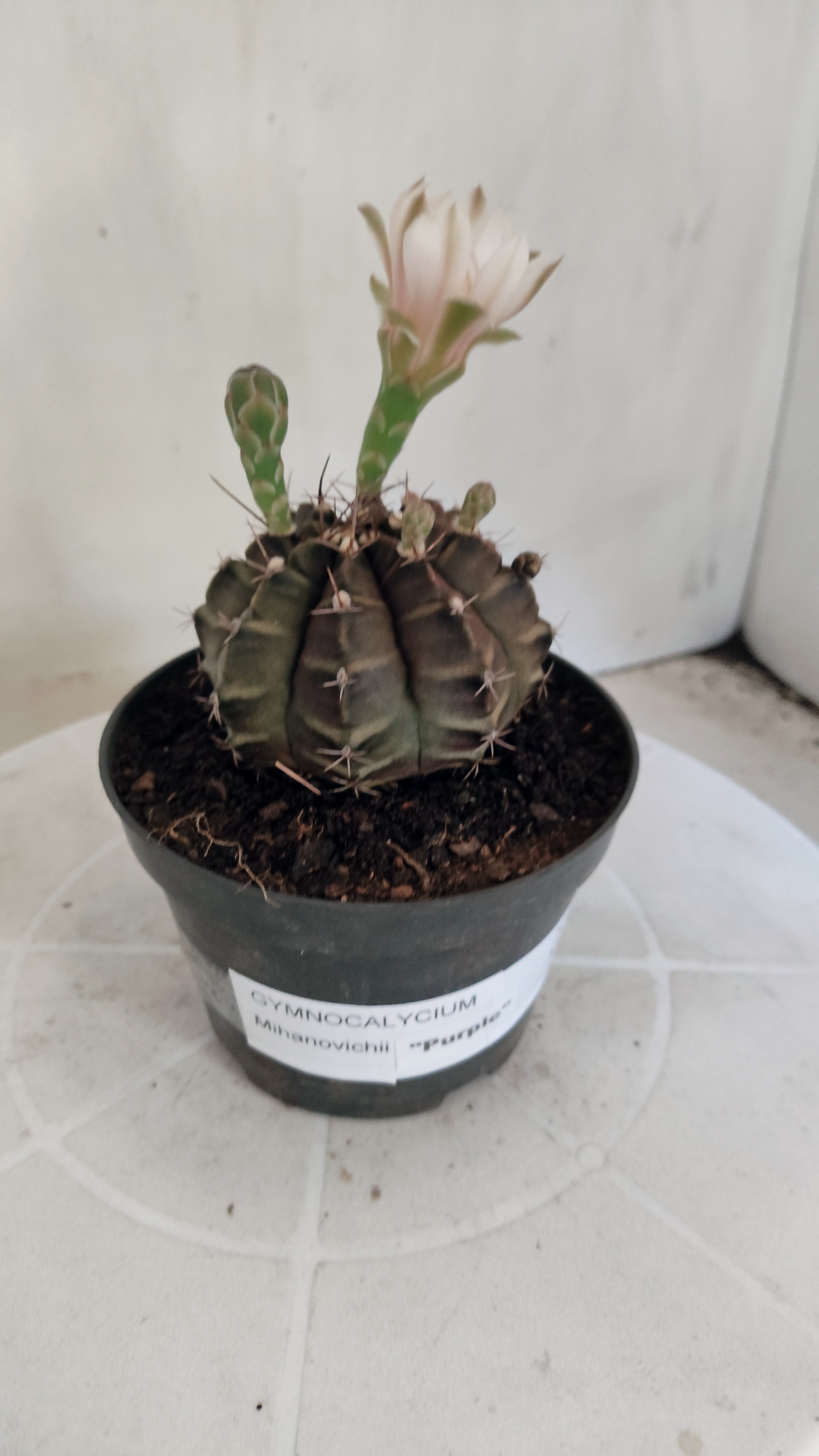 MATRIZ Gymnocalycium Mihanovichii “Purple” Nº 656 – vaso 11