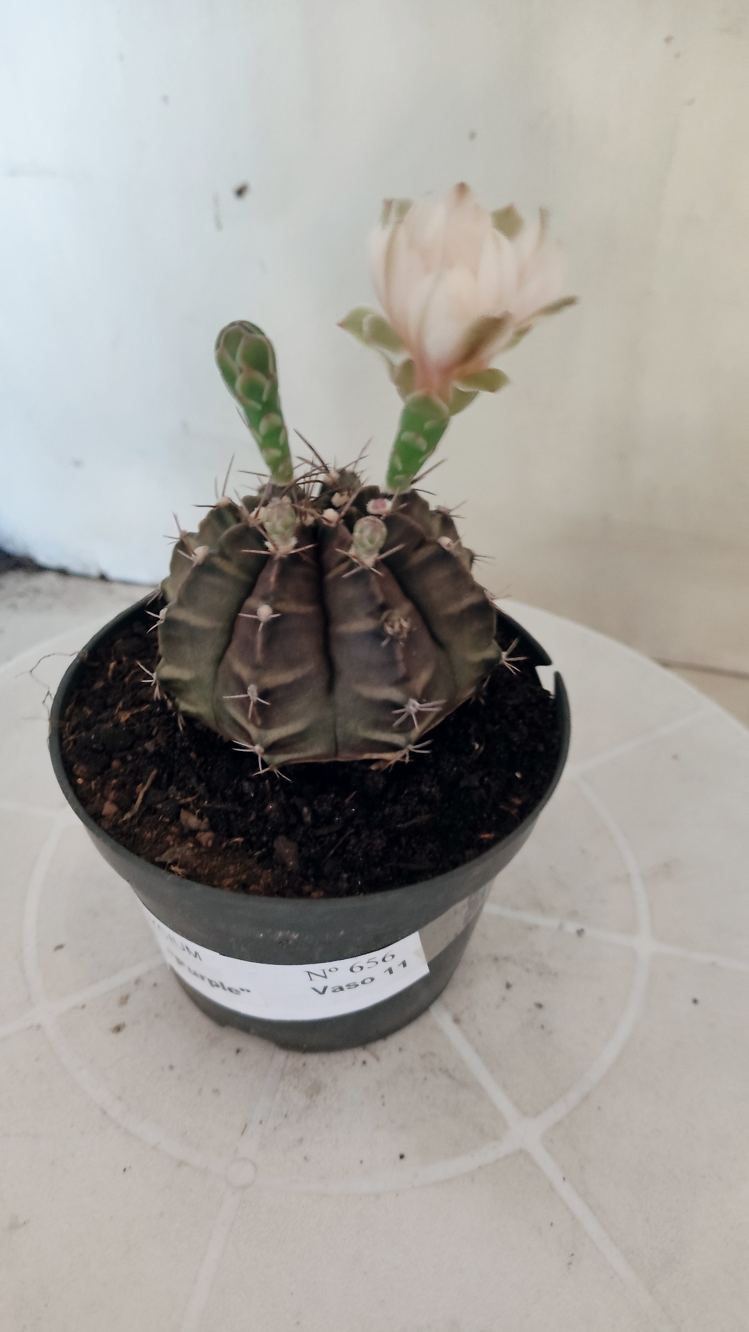 MATRIZ Gymnocalycium Mihanovichii “Purple” Nº 656 – vaso 11