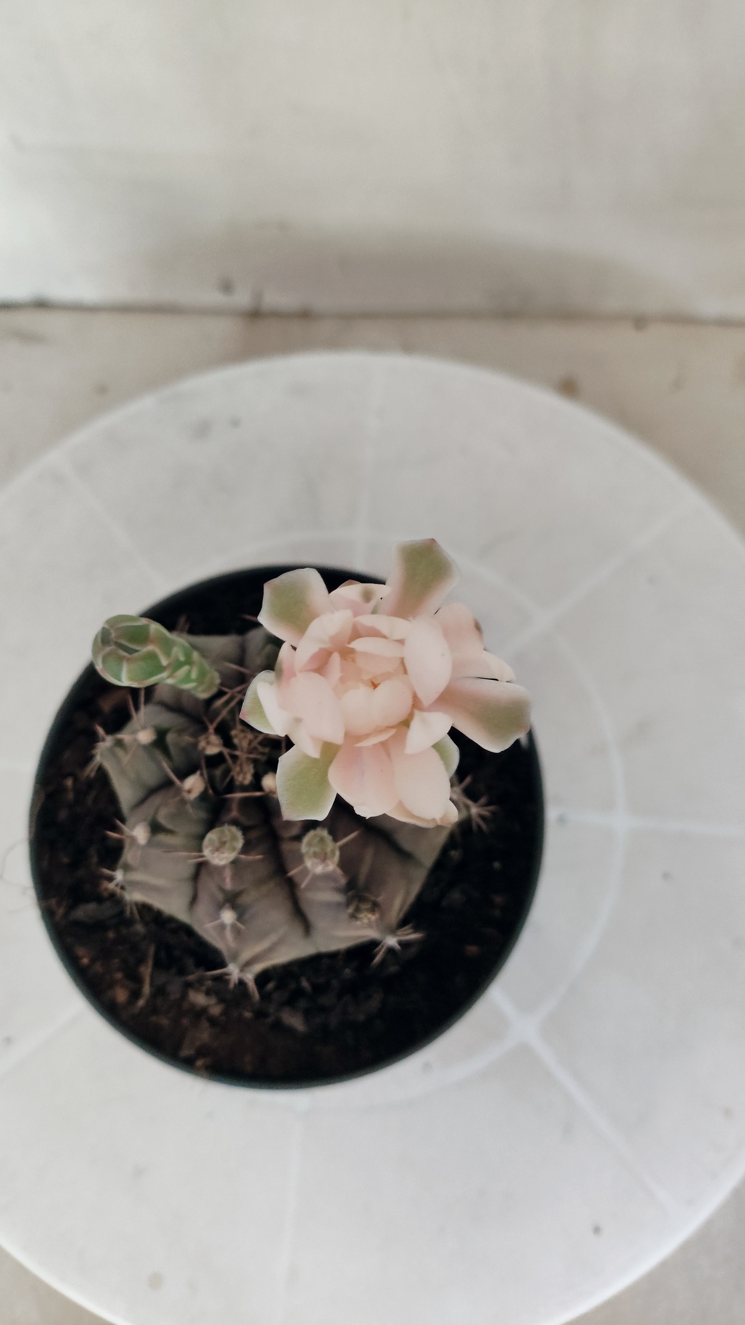 MATRIZ Gymnocalycium Mihanovichii “Purple” Nº 656 – vaso 11
