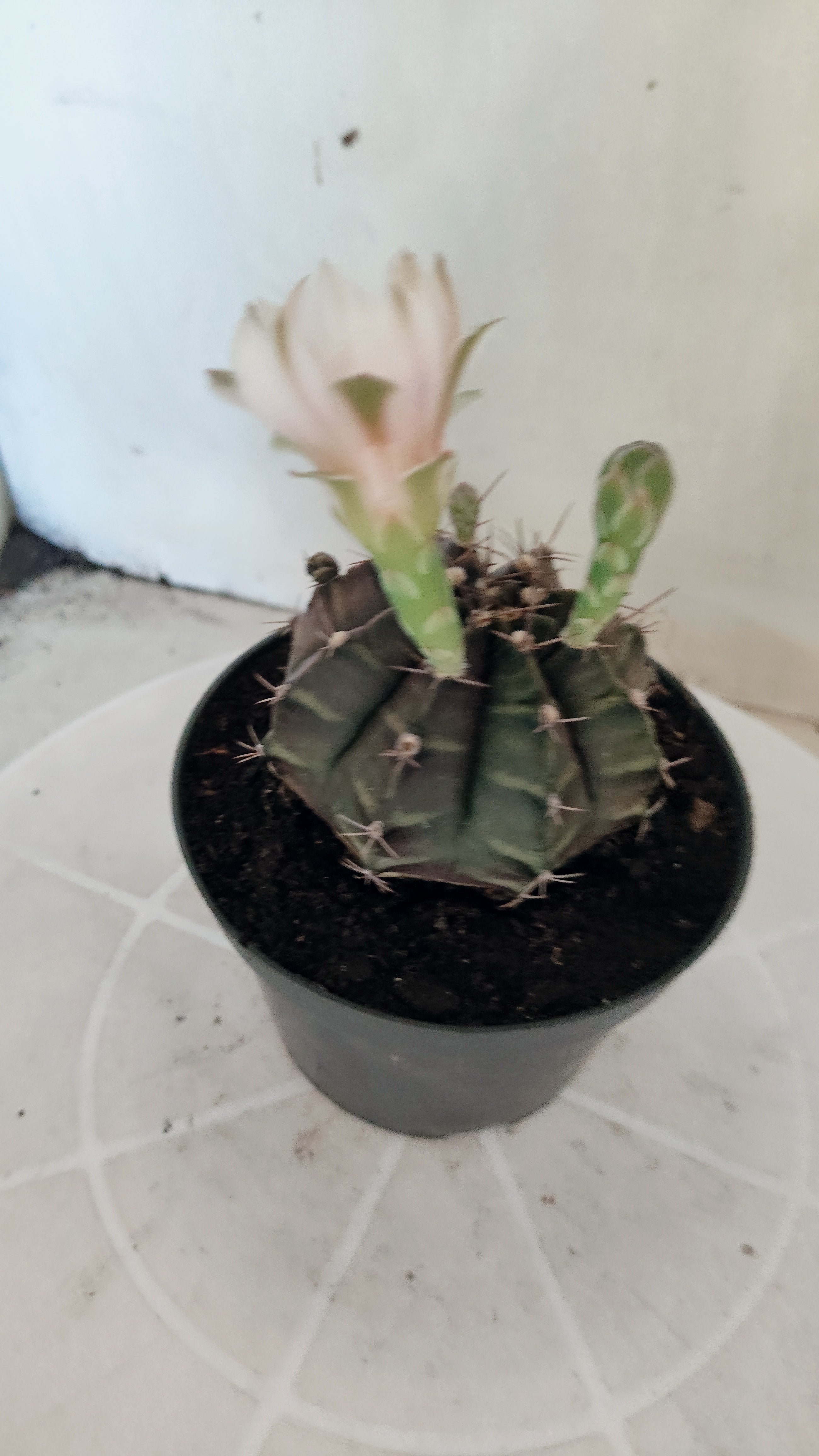 MATRIZ Gymnocalycium Mihanovichii “Purple” Nº 656 – vaso 11