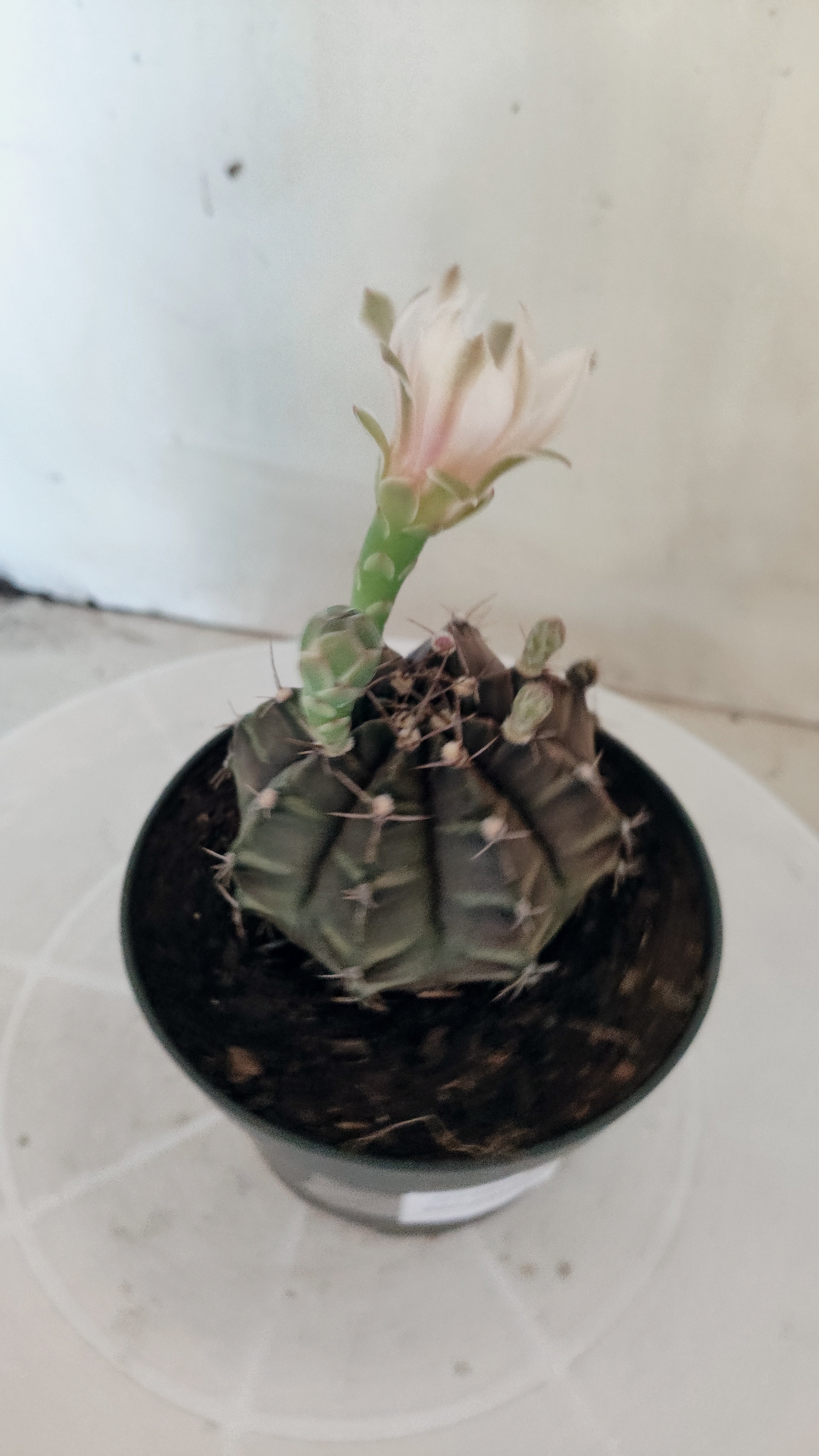 MATRIZ Gymnocalycium Mihanovichii “Purple” Nº 656 – vaso 11
