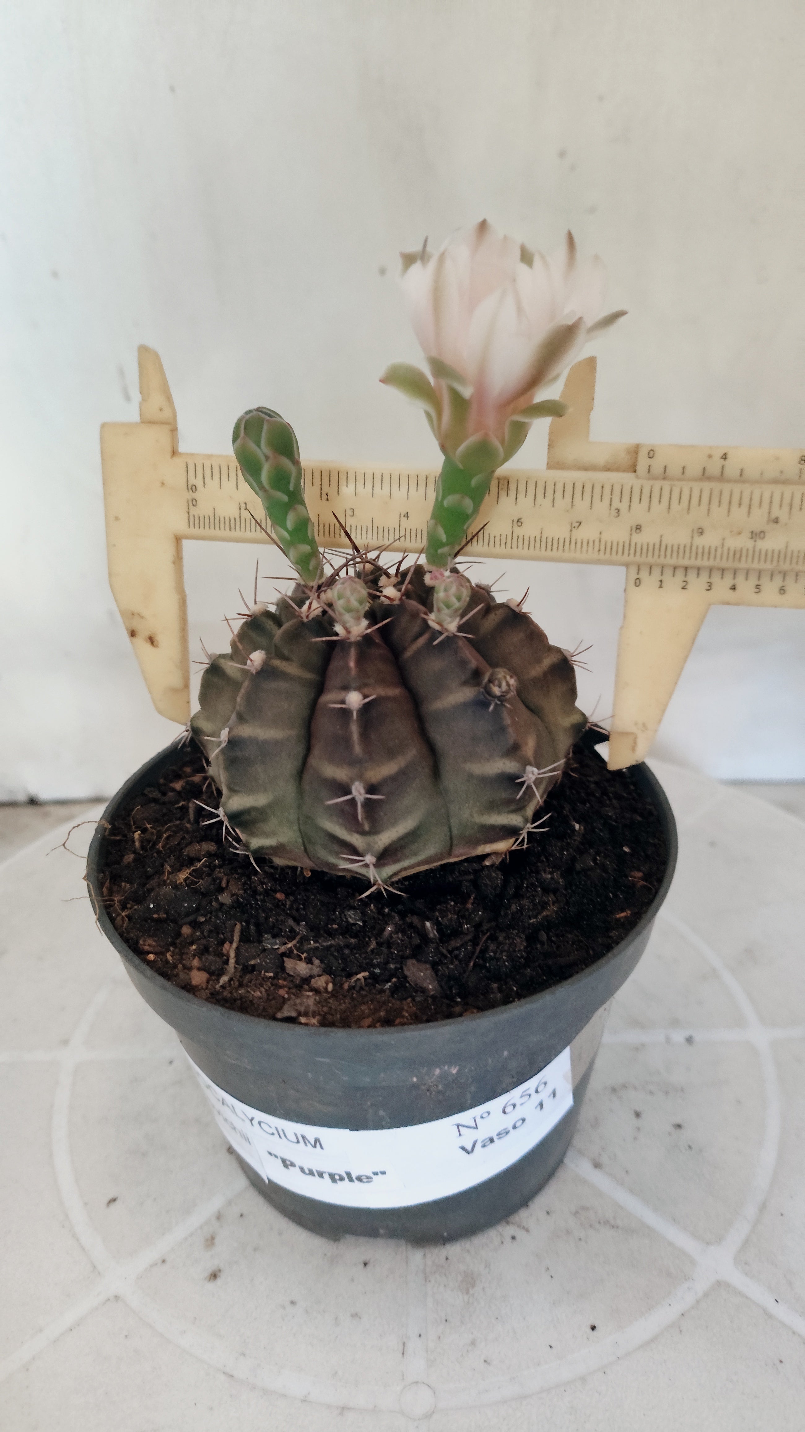 MATRIZ Gymnocalycium Mihanovichii “Purple” Nº 656 – vaso 11