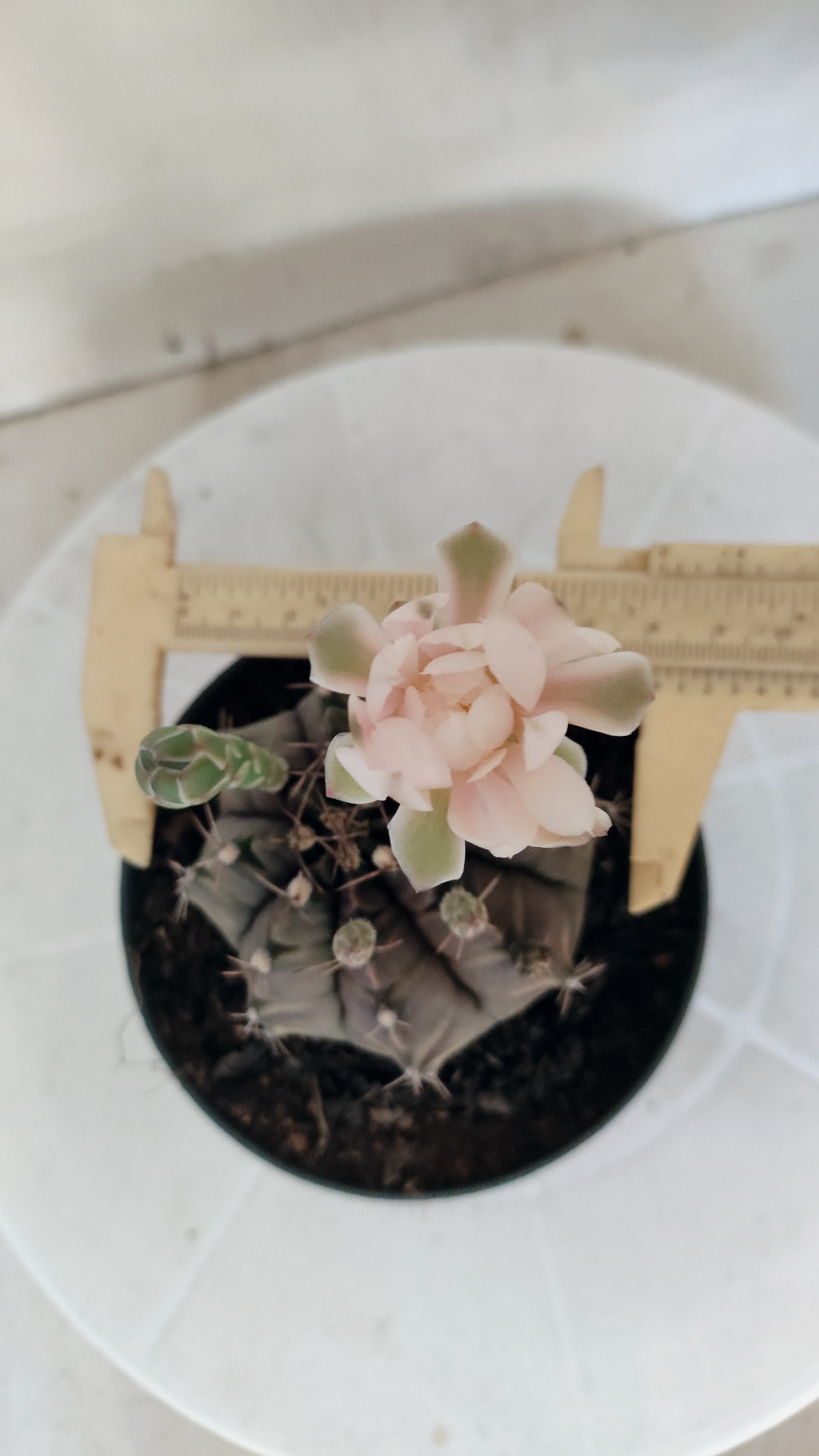 MATRIZ Gymnocalycium Mihanovichii “Purple” Nº 656 – vaso 11