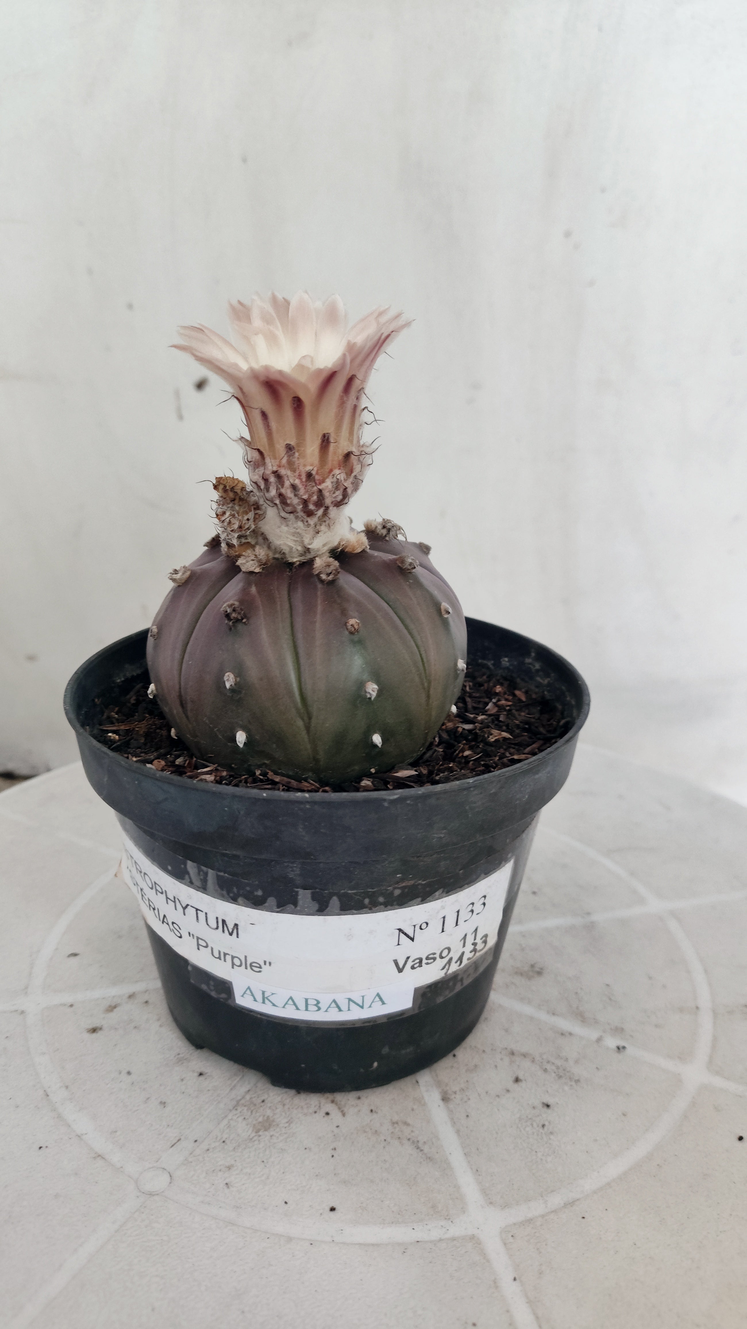 ASTROPHYTUM ASTERIAS “Purple - Akabana”  Nº 1133 – vaso 11