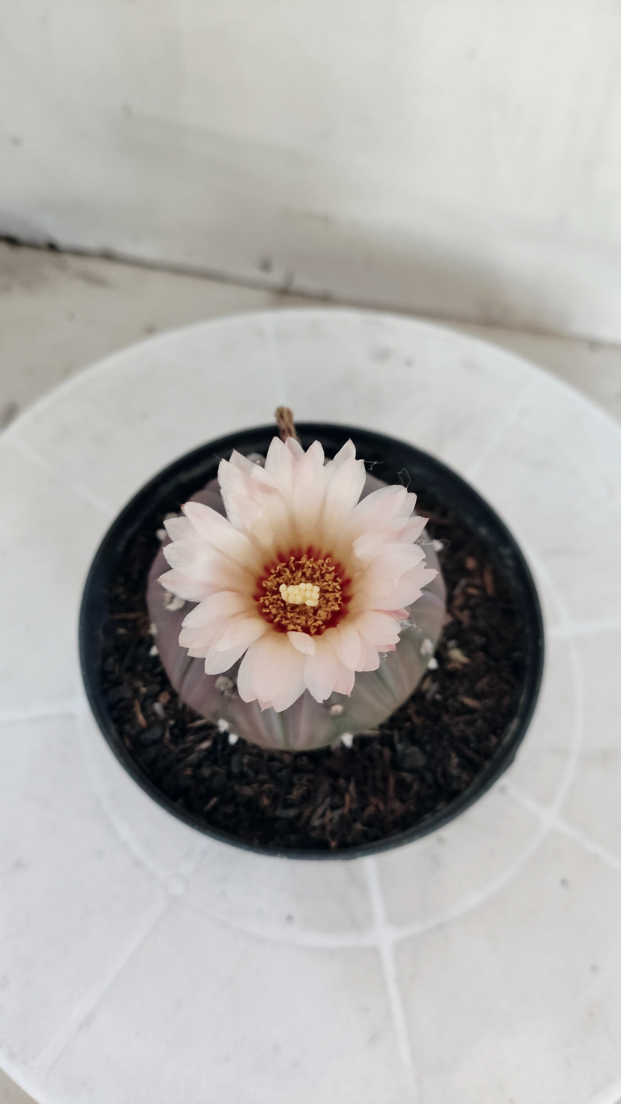 ASTROPHYTUM ASTERIAS “Purple - Akabana”  Nº 1133 – vaso 11