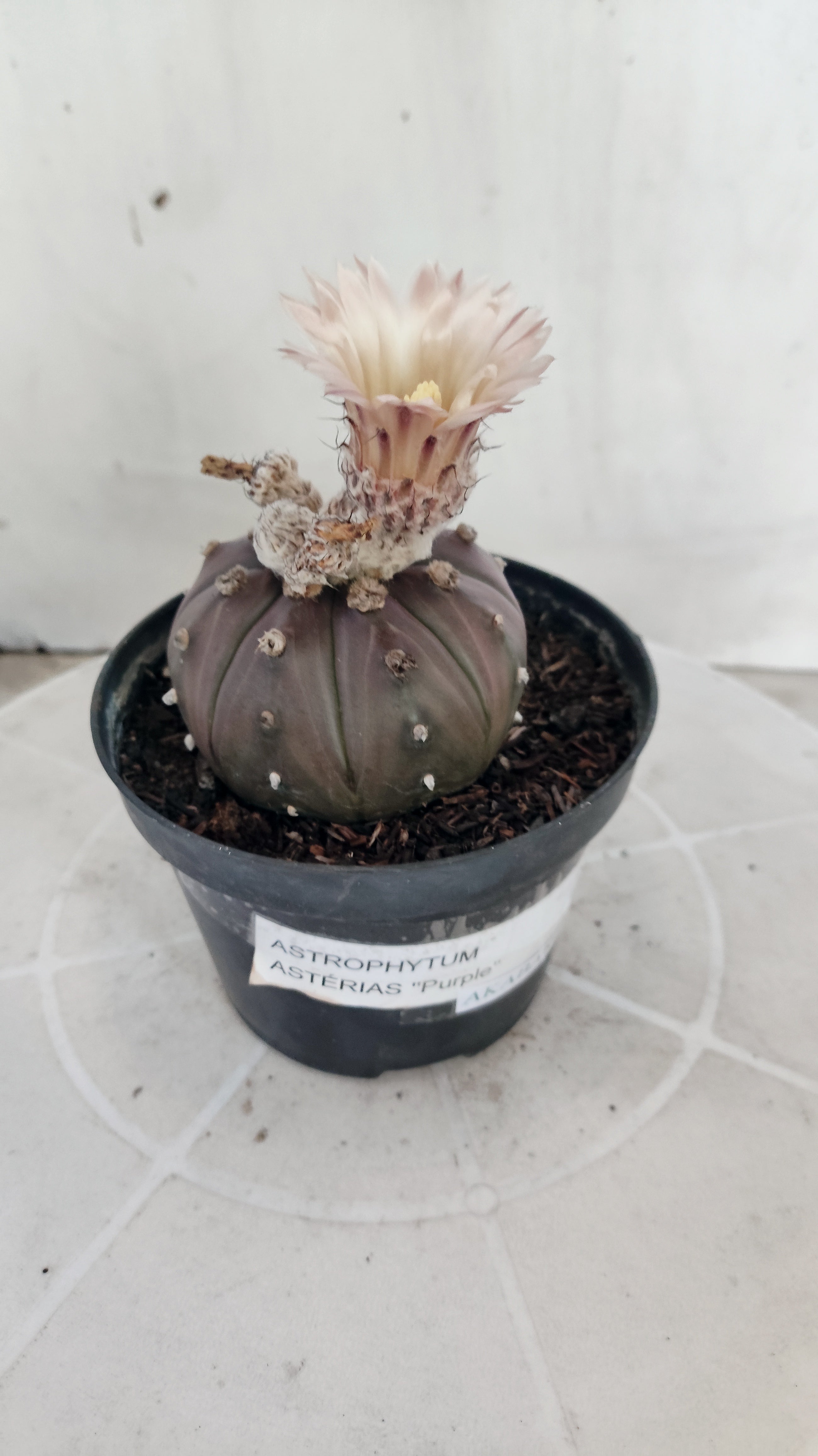 ASTROPHYTUM ASTERIAS “Purple - Akabana”  Nº 1133 – vaso 11