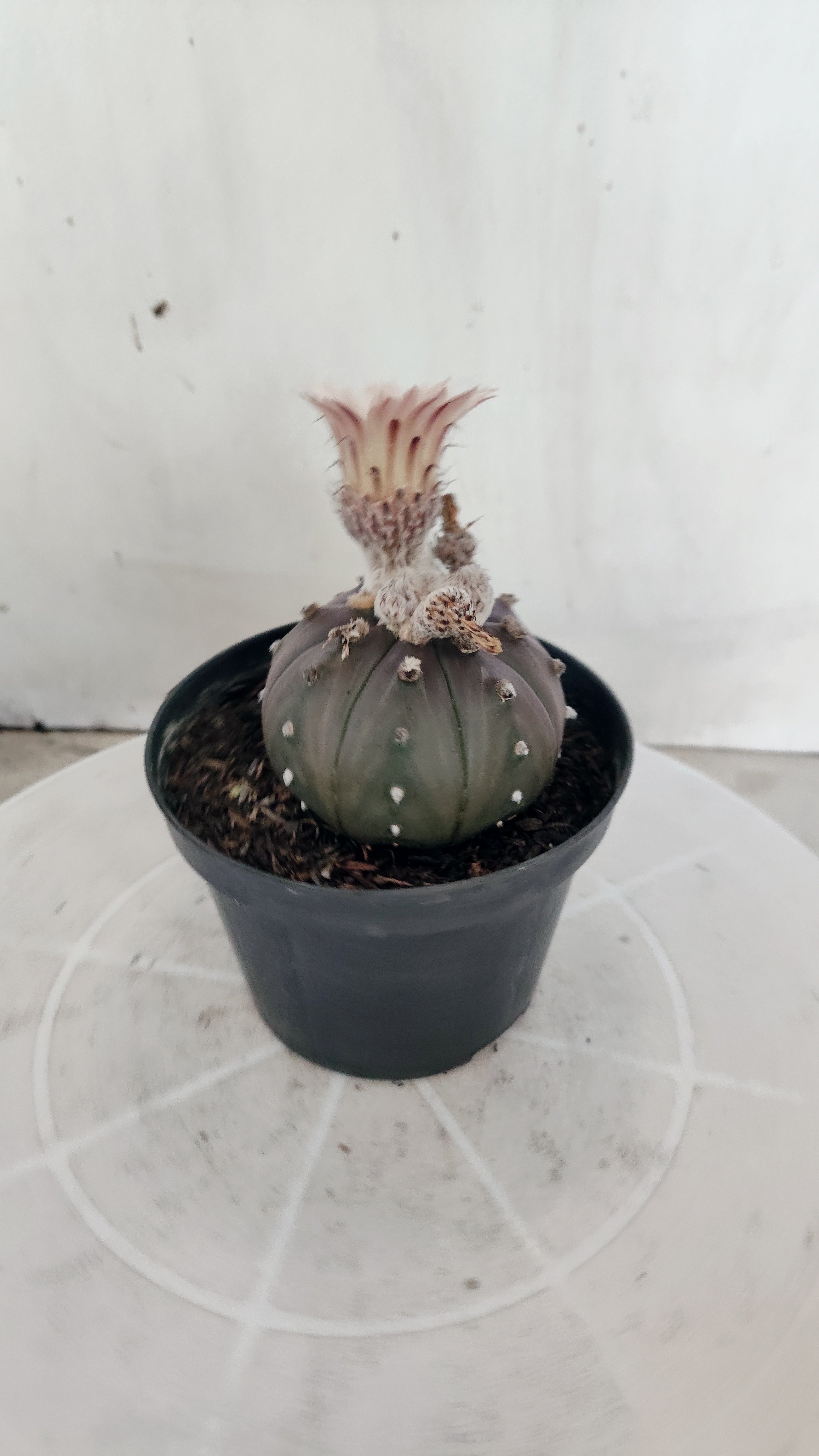 ASTROPHYTUM ASTERIAS “Purple - Akabana”  Nº 1133 – vaso 11