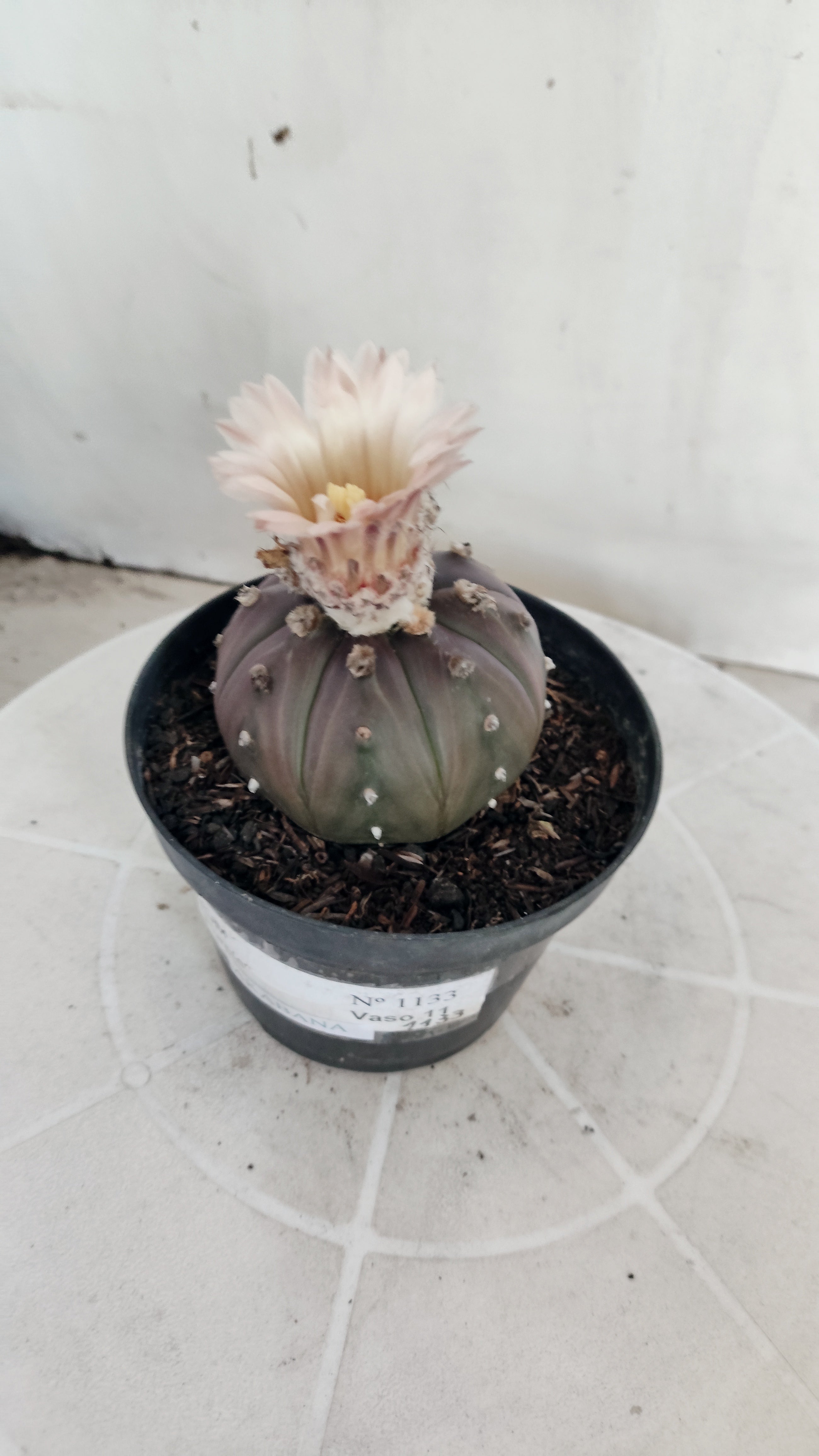 ASTROPHYTUM ASTERIAS “Purple - Akabana”  Nº 1133 – vaso 11