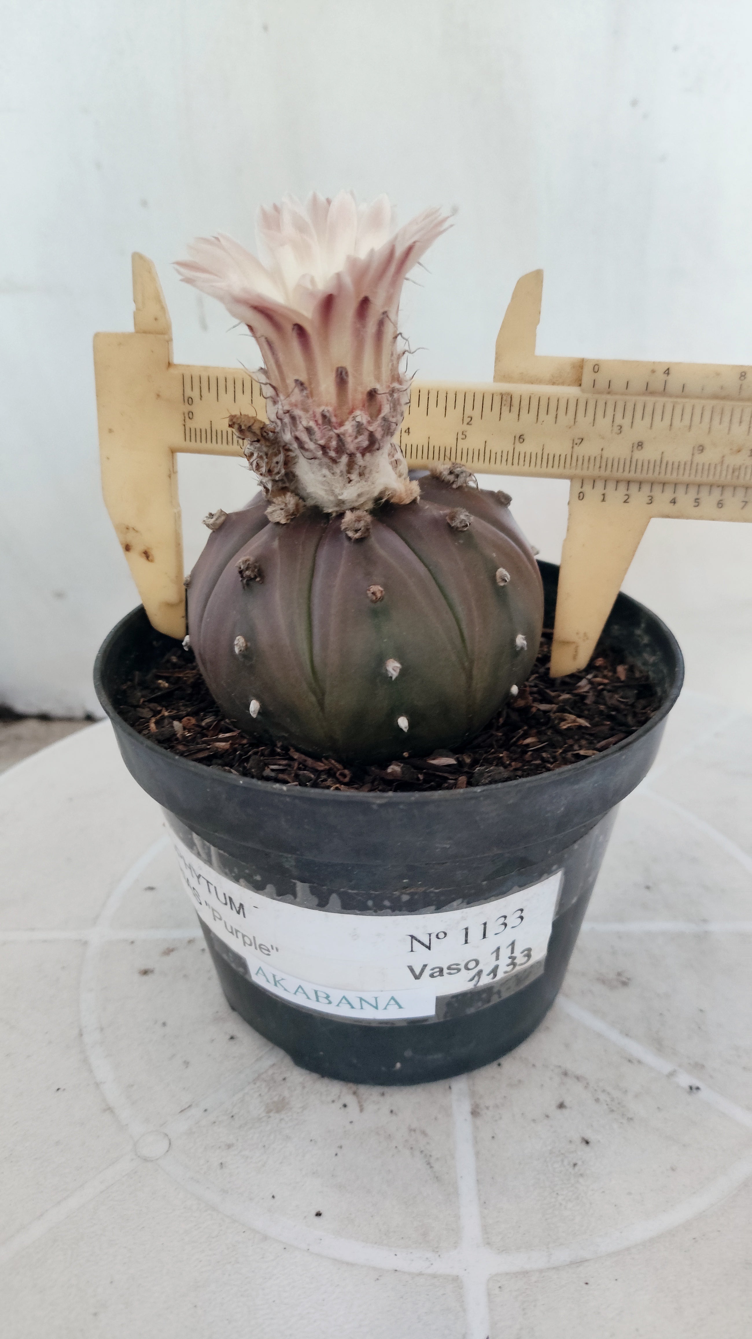 ASTROPHYTUM ASTERIAS “Purple - Akabana”  Nº 1133 – vaso 11