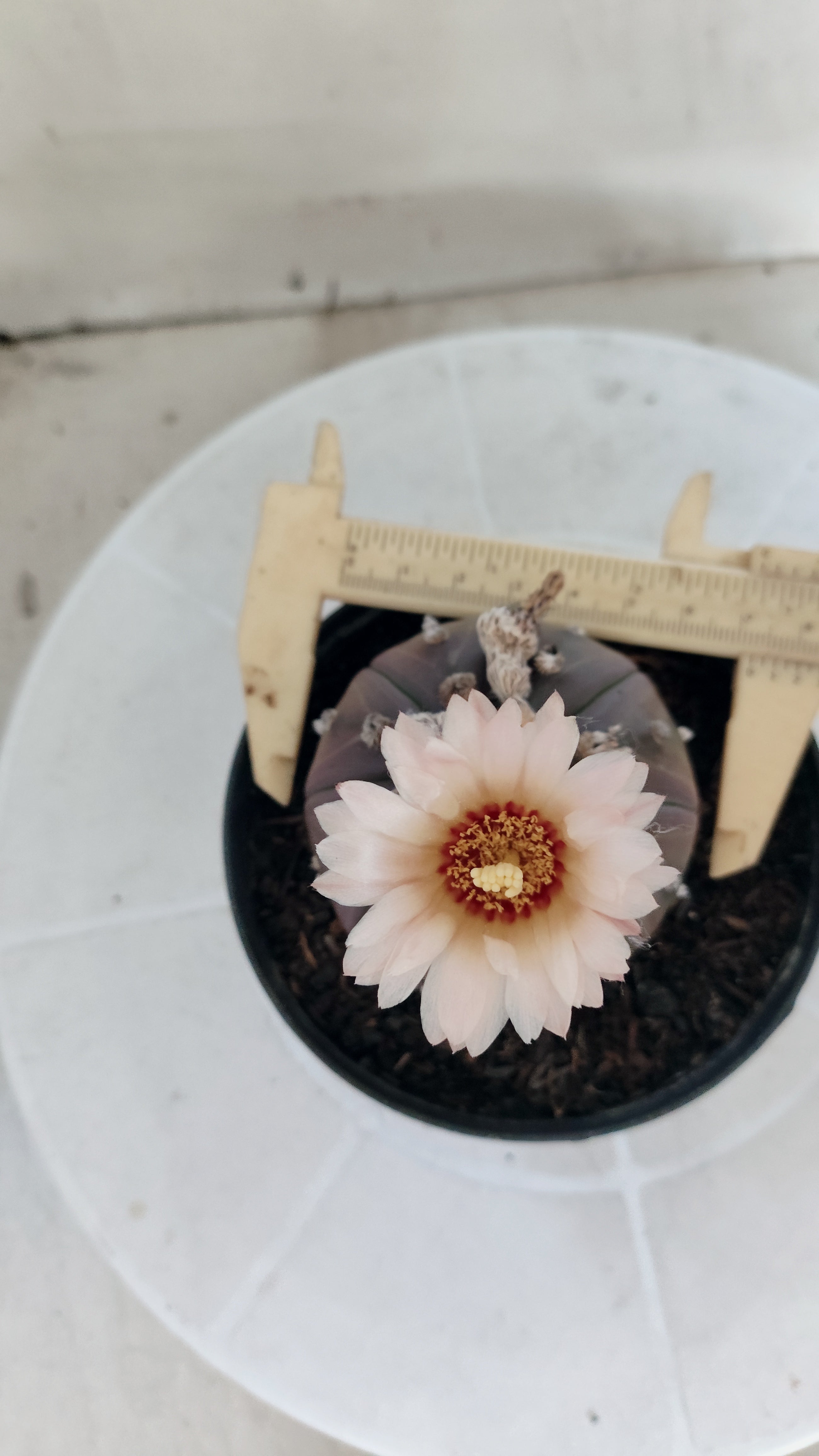 ASTROPHYTUM ASTERIAS “Purple - Akabana”  Nº 1133 – vaso 11