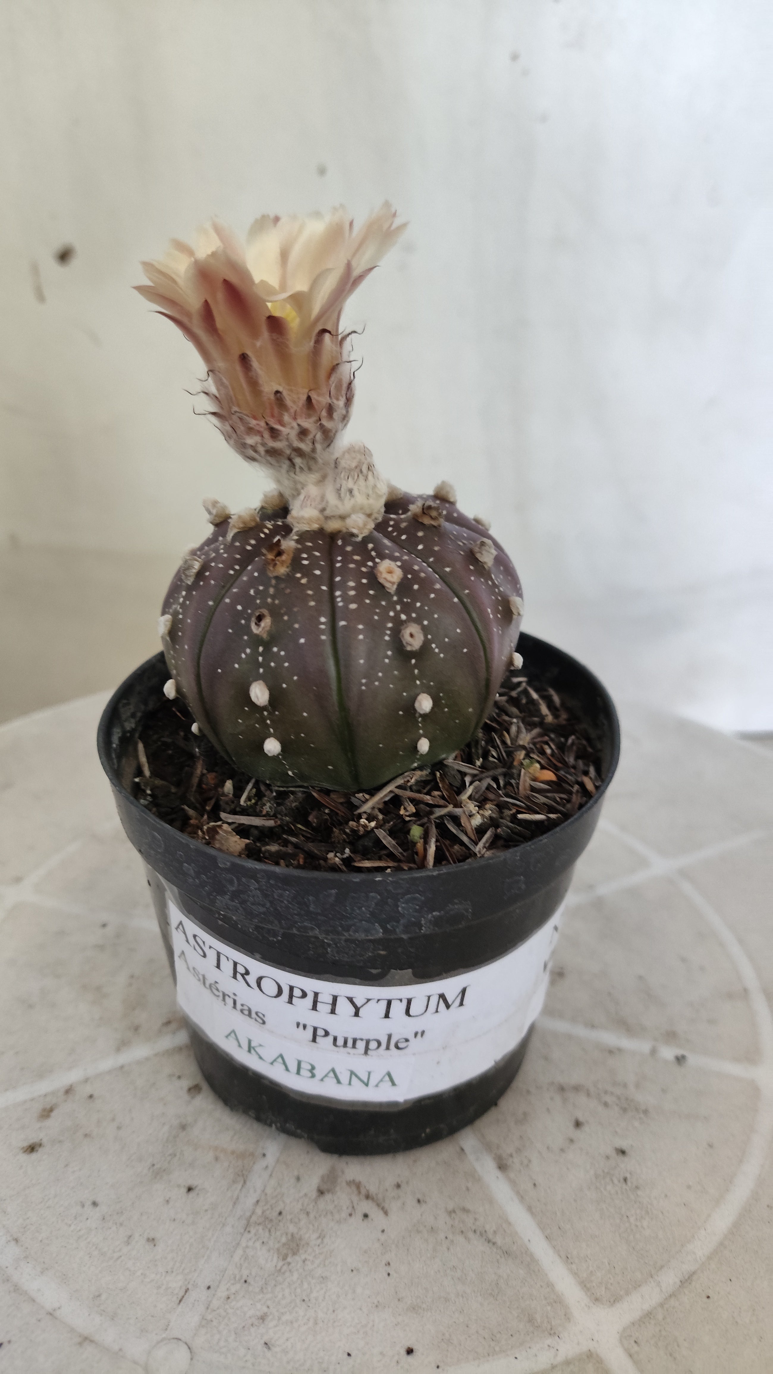 ASTROPHYTUM ASTERIAS “Purple - Akabana”  Nº 1259 – vaso 09
