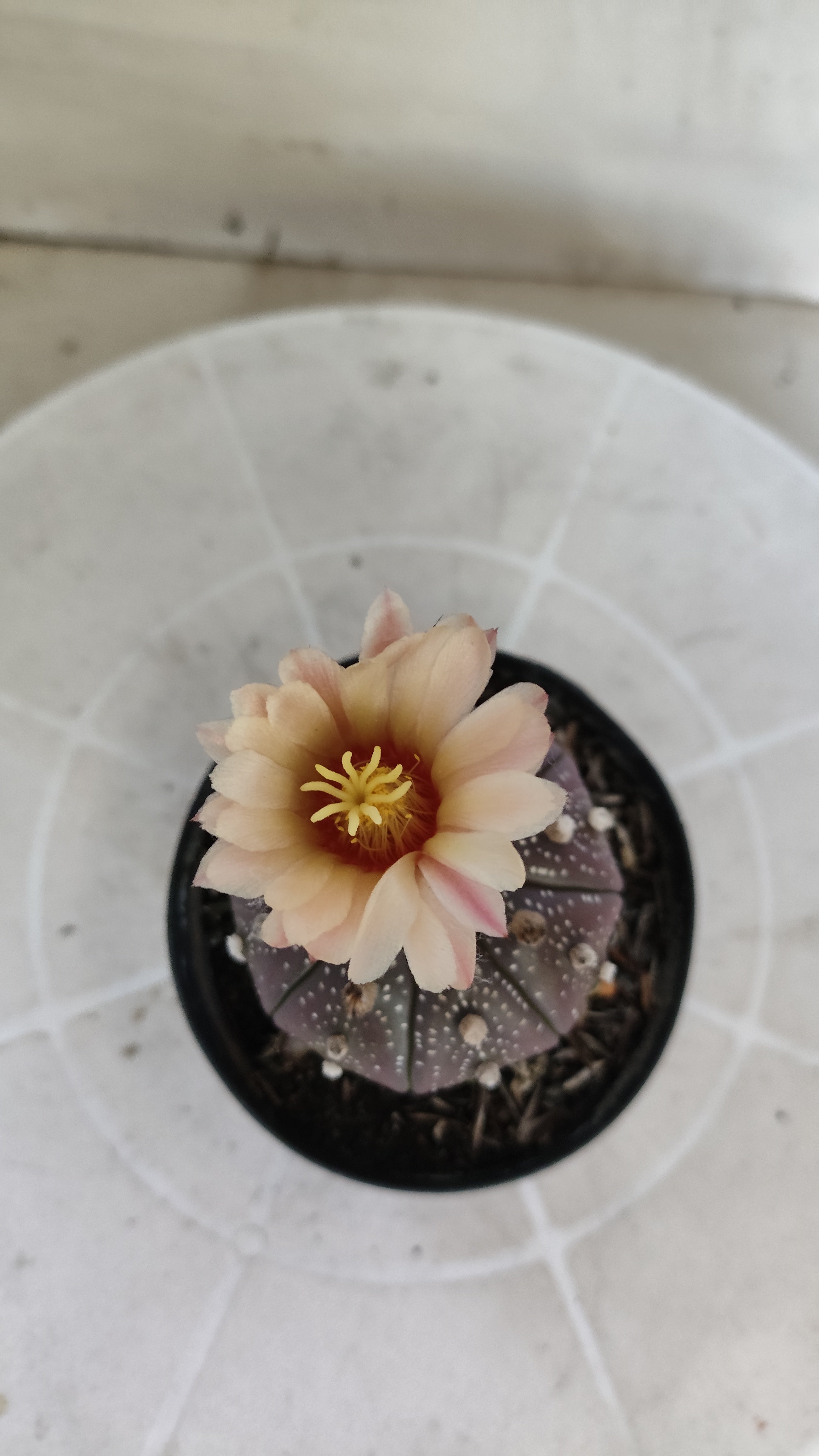 ASTROPHYTUM ASTERIAS “Purple - Akabana”  Nº 1259 – vaso 09