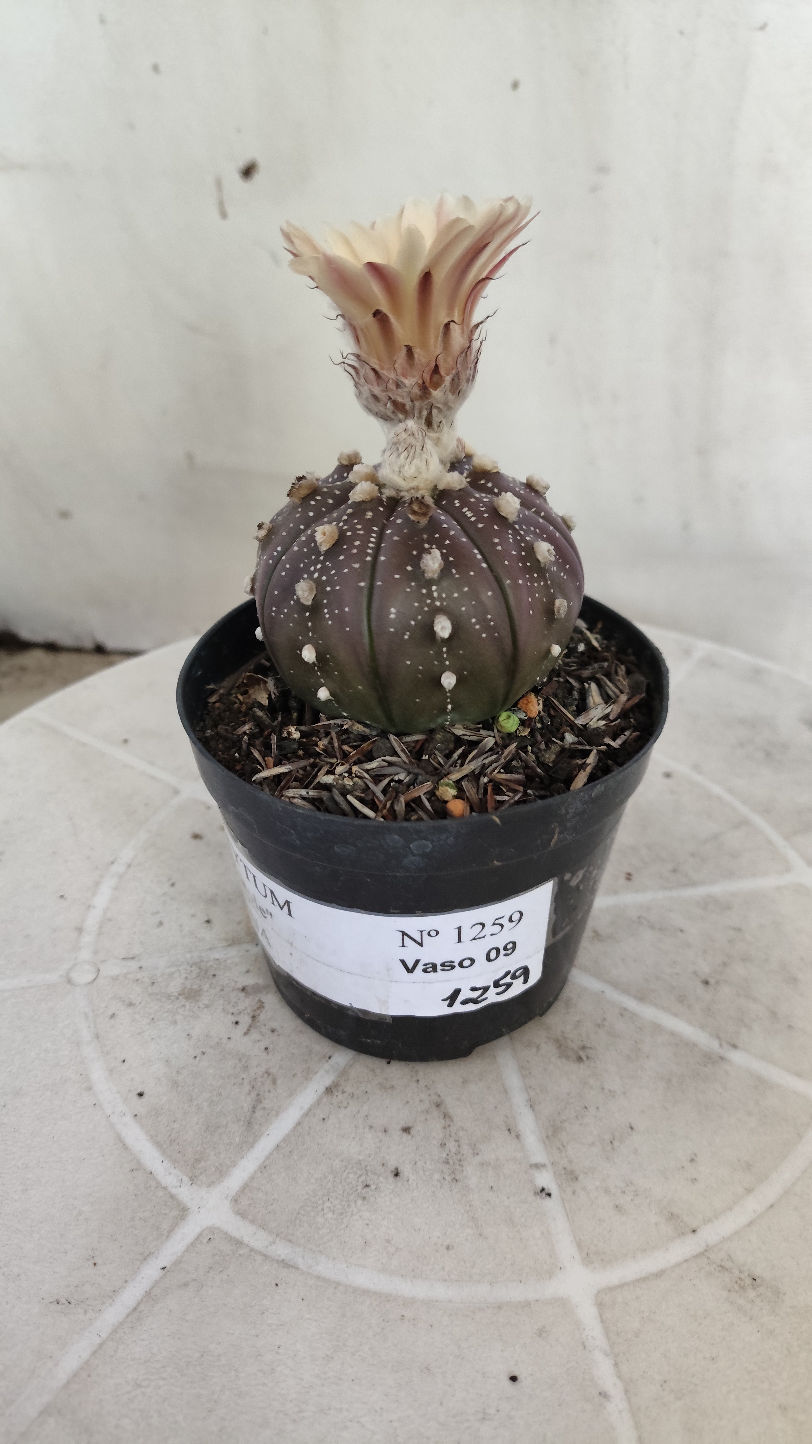 ASTROPHYTUM ASTERIAS “Purple - Akabana”  Nº 1259 – vaso 09