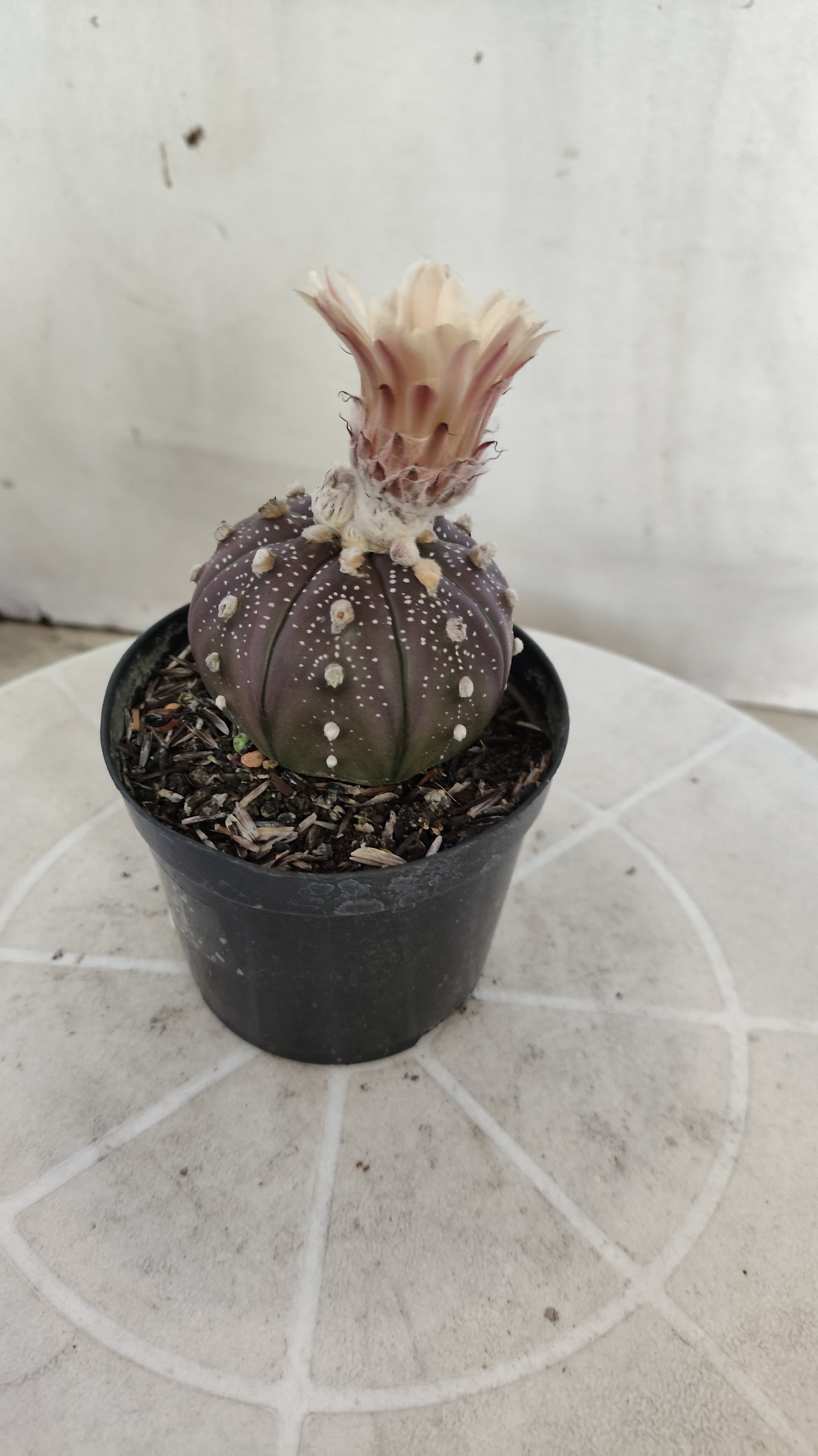 ASTROPHYTUM ASTERIAS “Purple - Akabana”  Nº 1259 – vaso 09