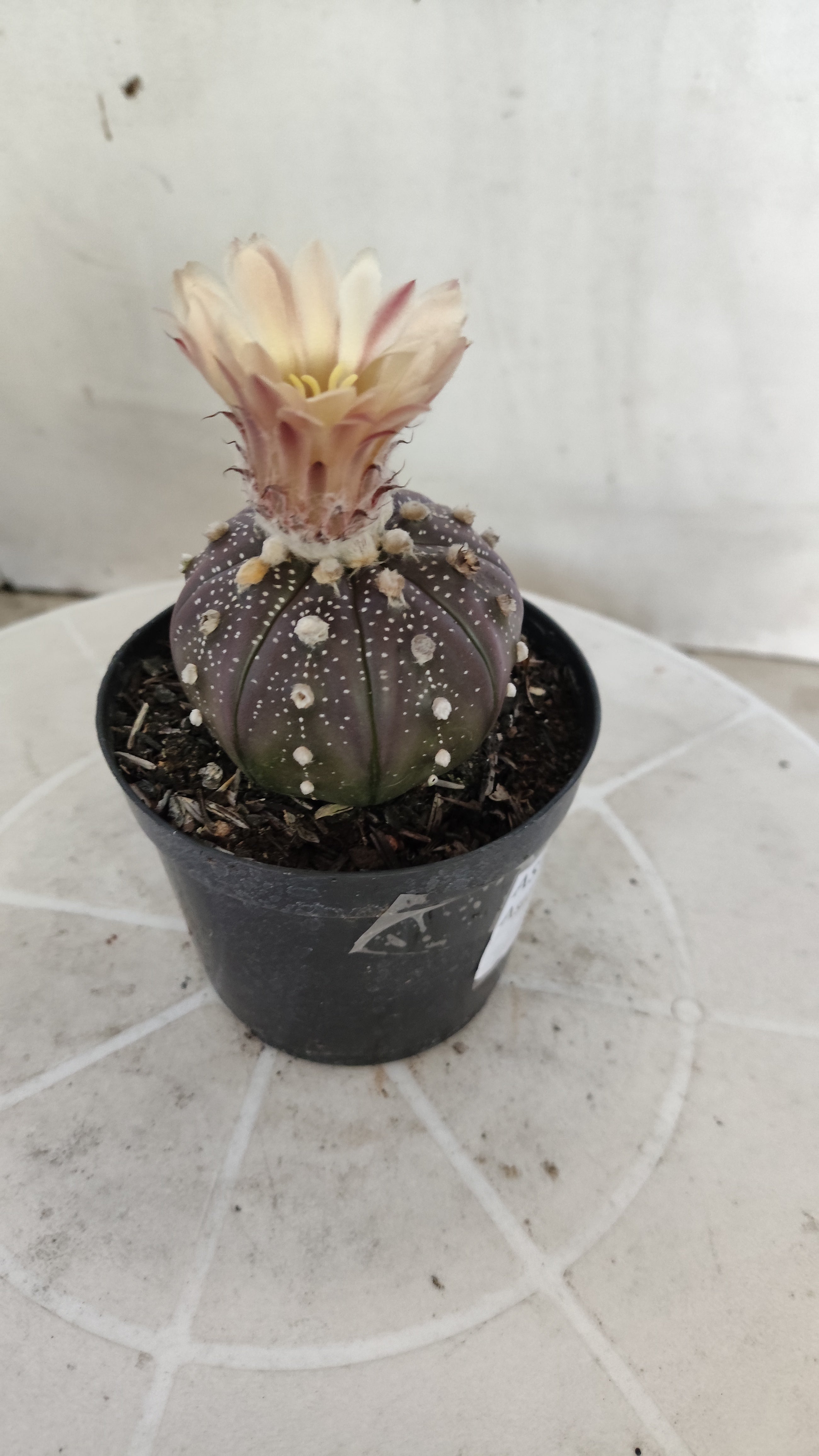ASTROPHYTUM ASTERIAS “Purple - Akabana”  Nº 1259 – vaso 09