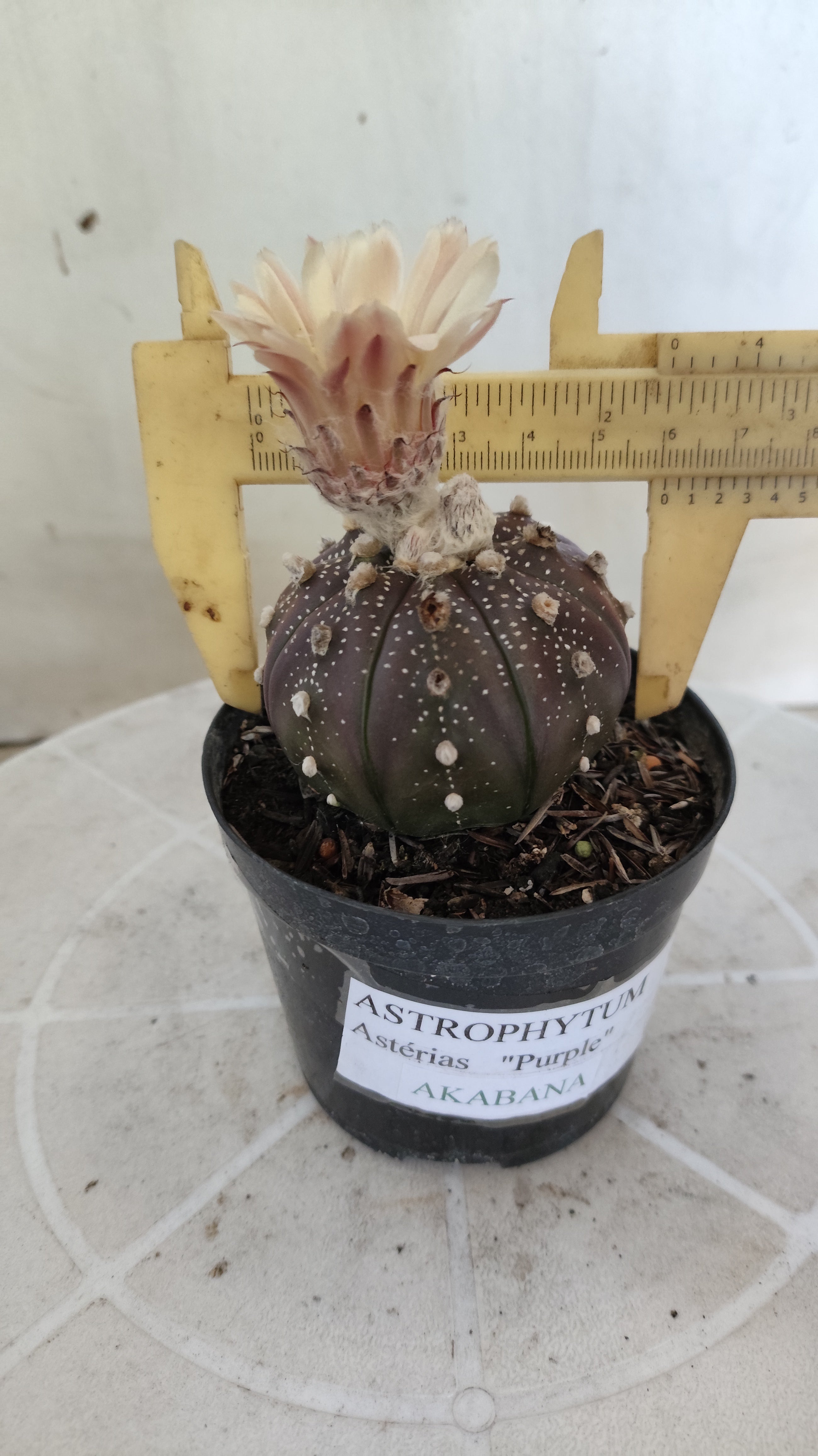 ASTROPHYTUM ASTERIAS “Purple - Akabana”  Nº 1259 – vaso 09