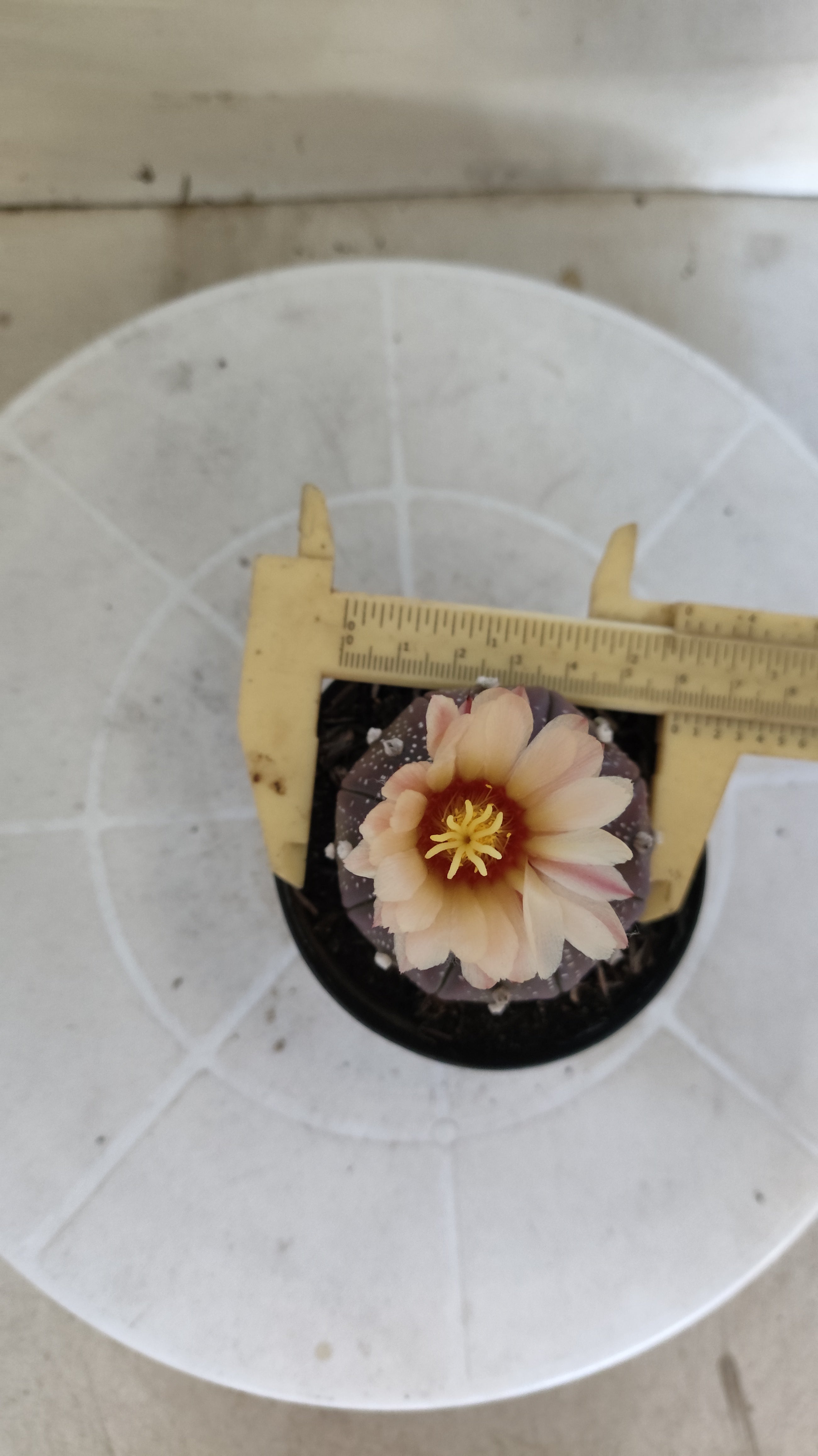ASTROPHYTUM ASTERIAS “Purple - Akabana”  Nº 1259 – vaso 09