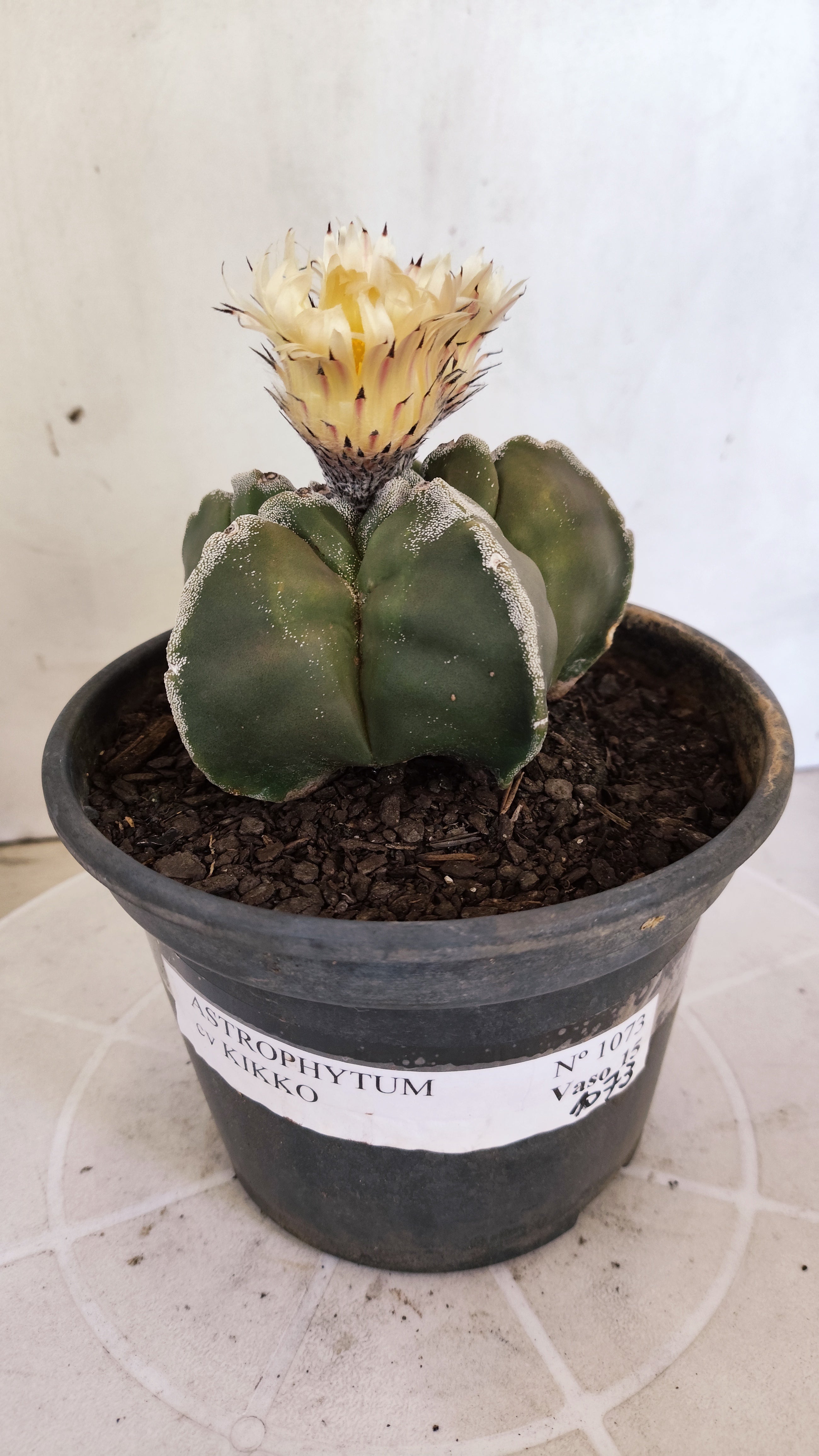 MATRIZ ASTROPHYTUM cv KIKKO   Nº 1073 – vaso 15