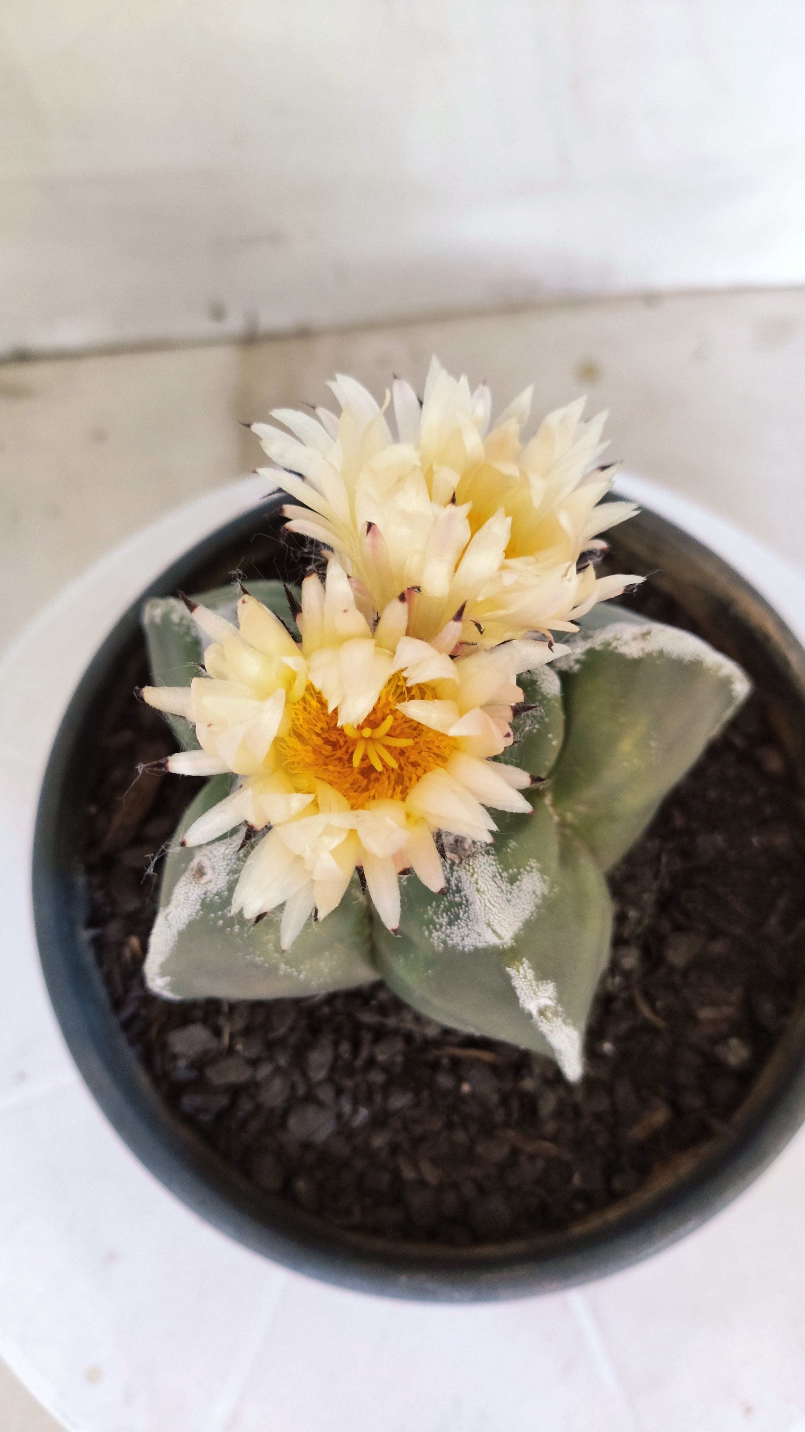 MATRIZ ASTROPHYTUM cv KIKKO   Nº 1073 – vaso 15