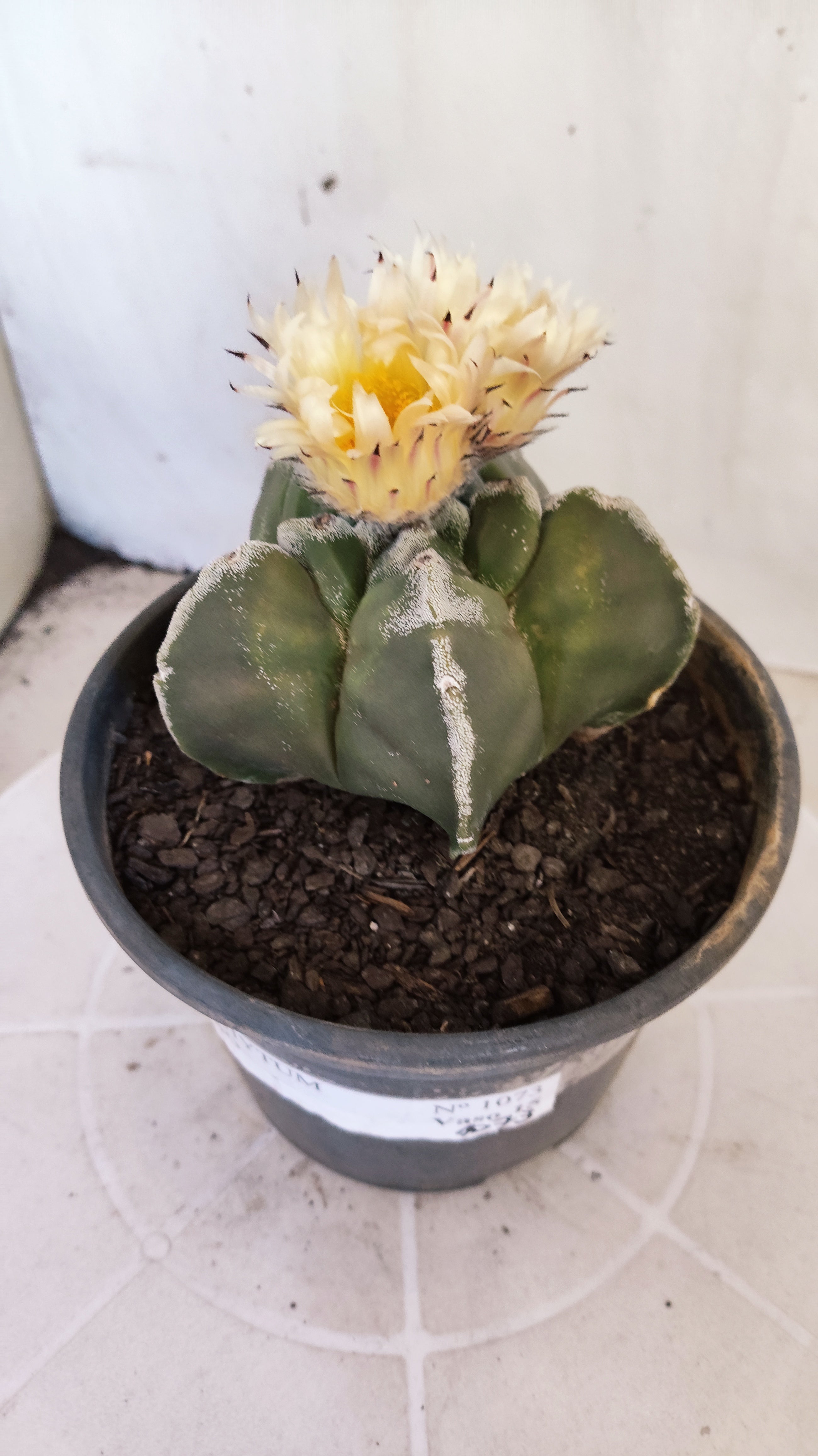 MATRIZ ASTROPHYTUM cv KIKKO   Nº 1073 – vaso 15
