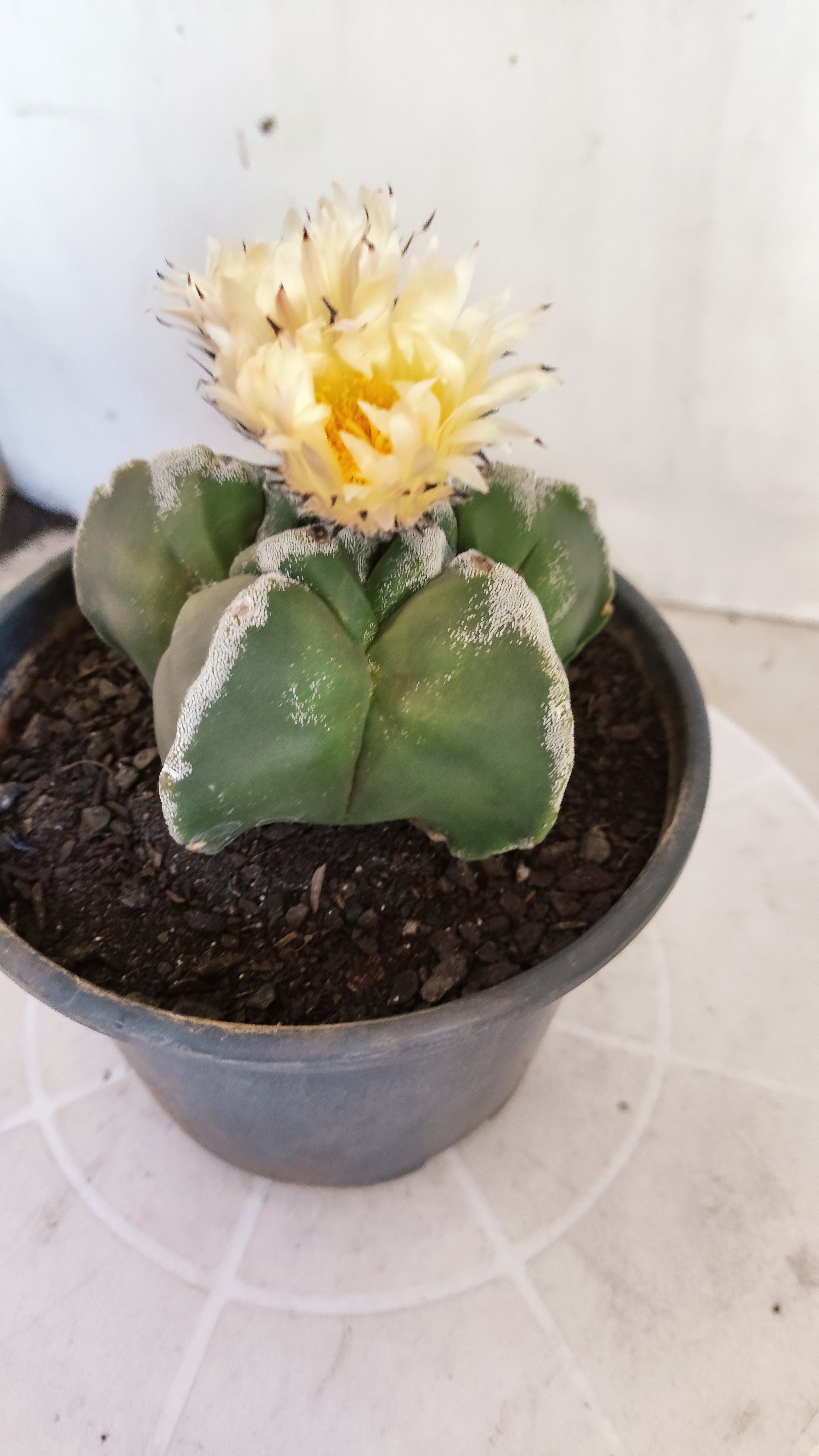 MATRIZ ASTROPHYTUM cv KIKKO   Nº 1073 – vaso 15