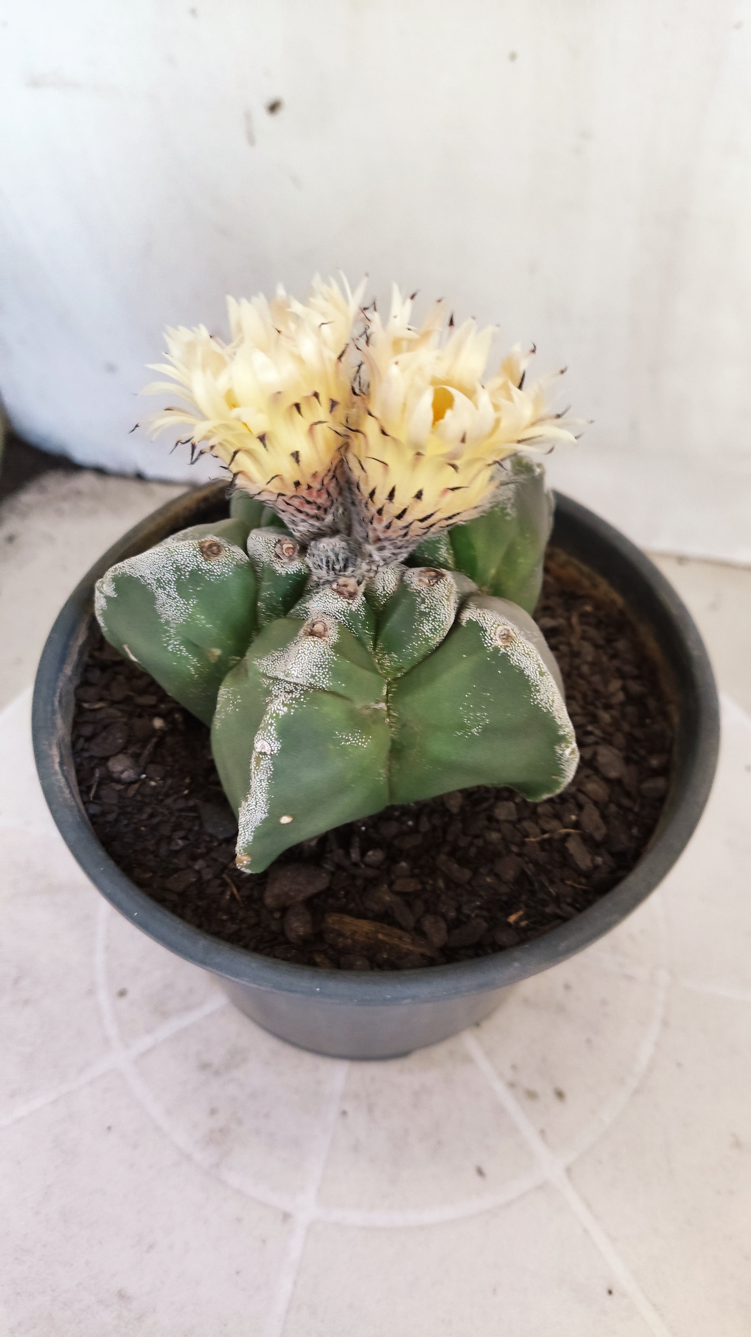 MATRIZ ASTROPHYTUM cv KIKKO   Nº 1073 – vaso 15
