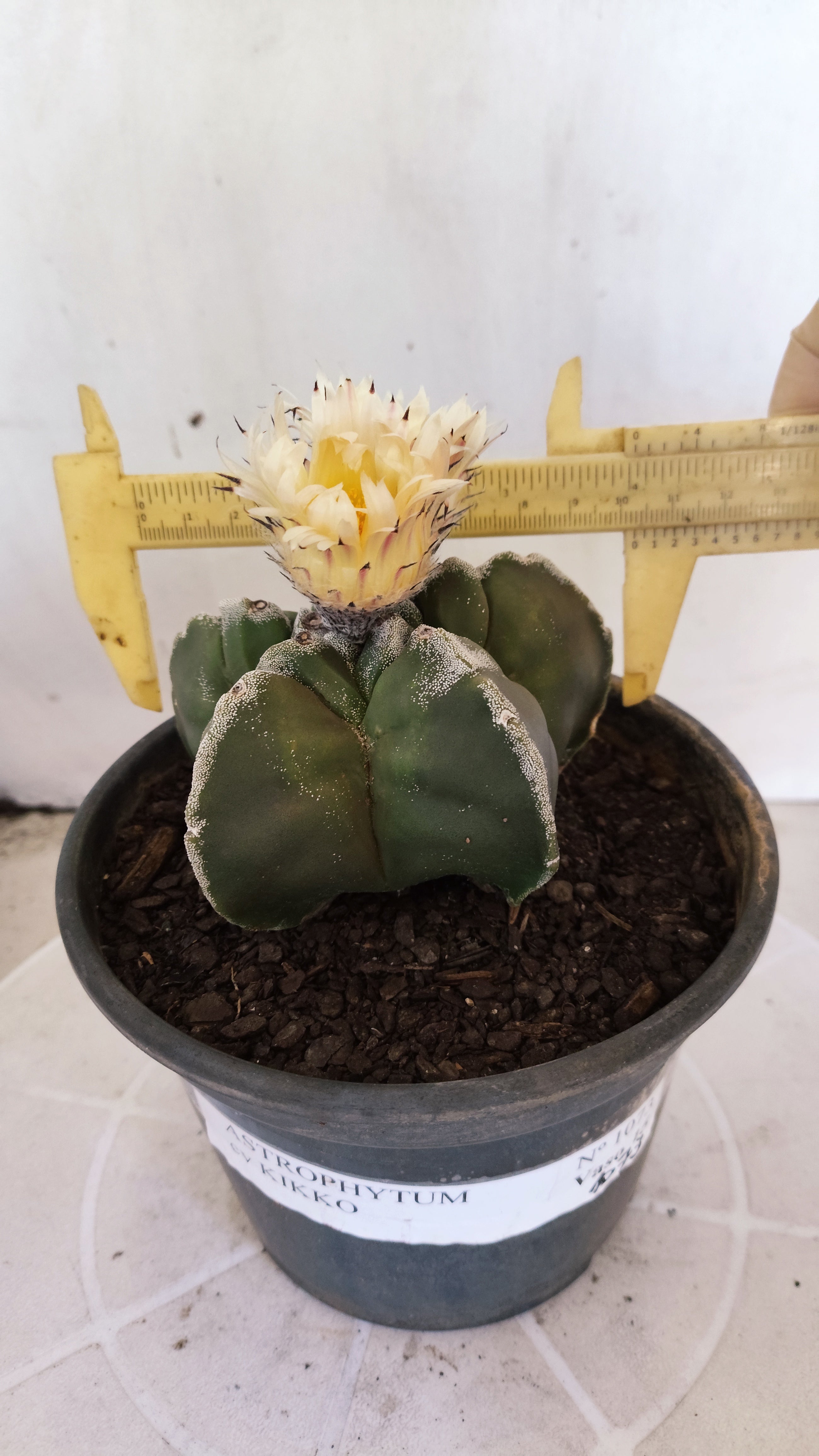 MATRIZ ASTROPHYTUM cv KIKKO   Nº 1073 – vaso 15