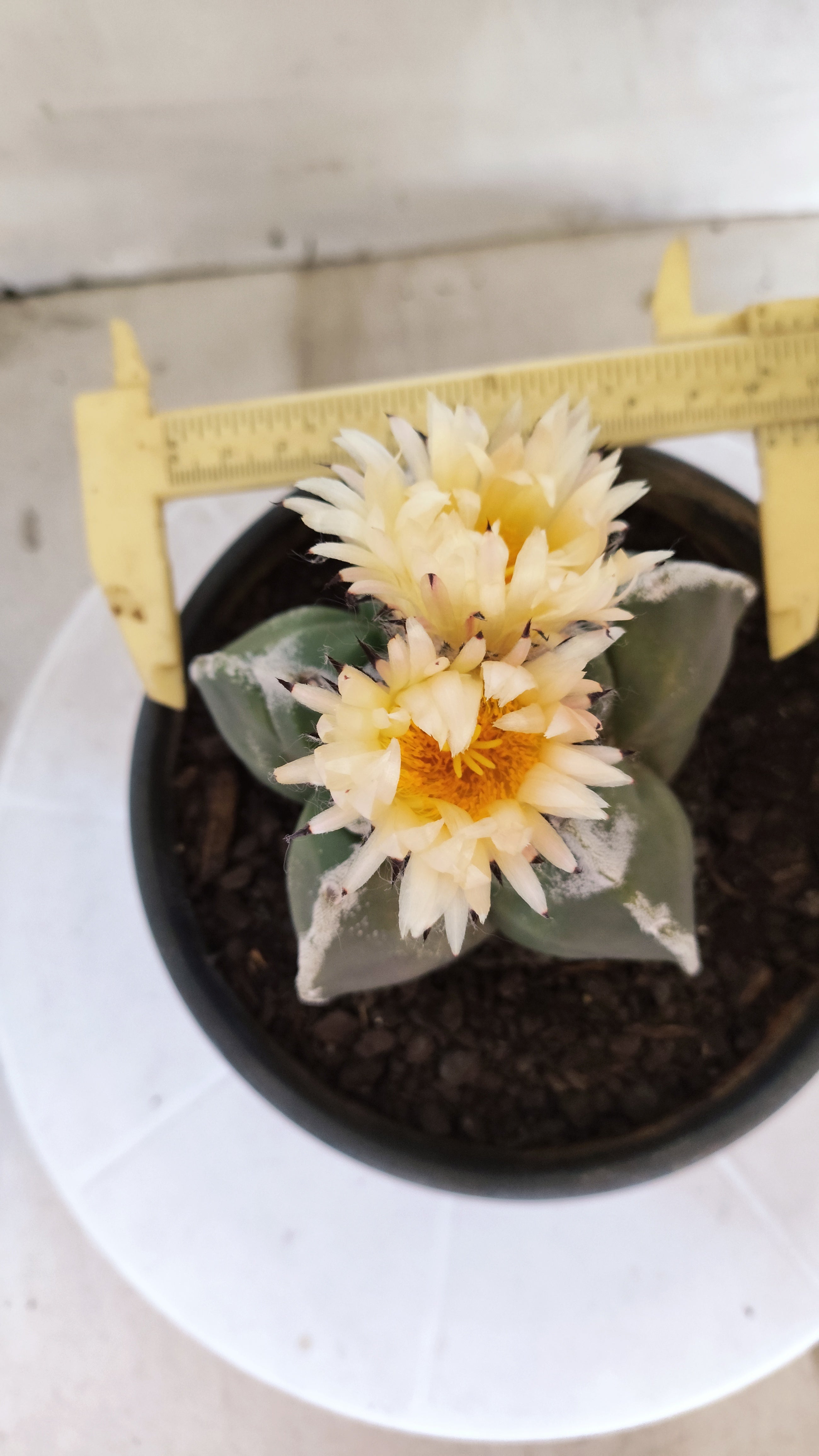 MATRIZ ASTROPHYTUM cv KIKKO   Nº 1073 – vaso 15